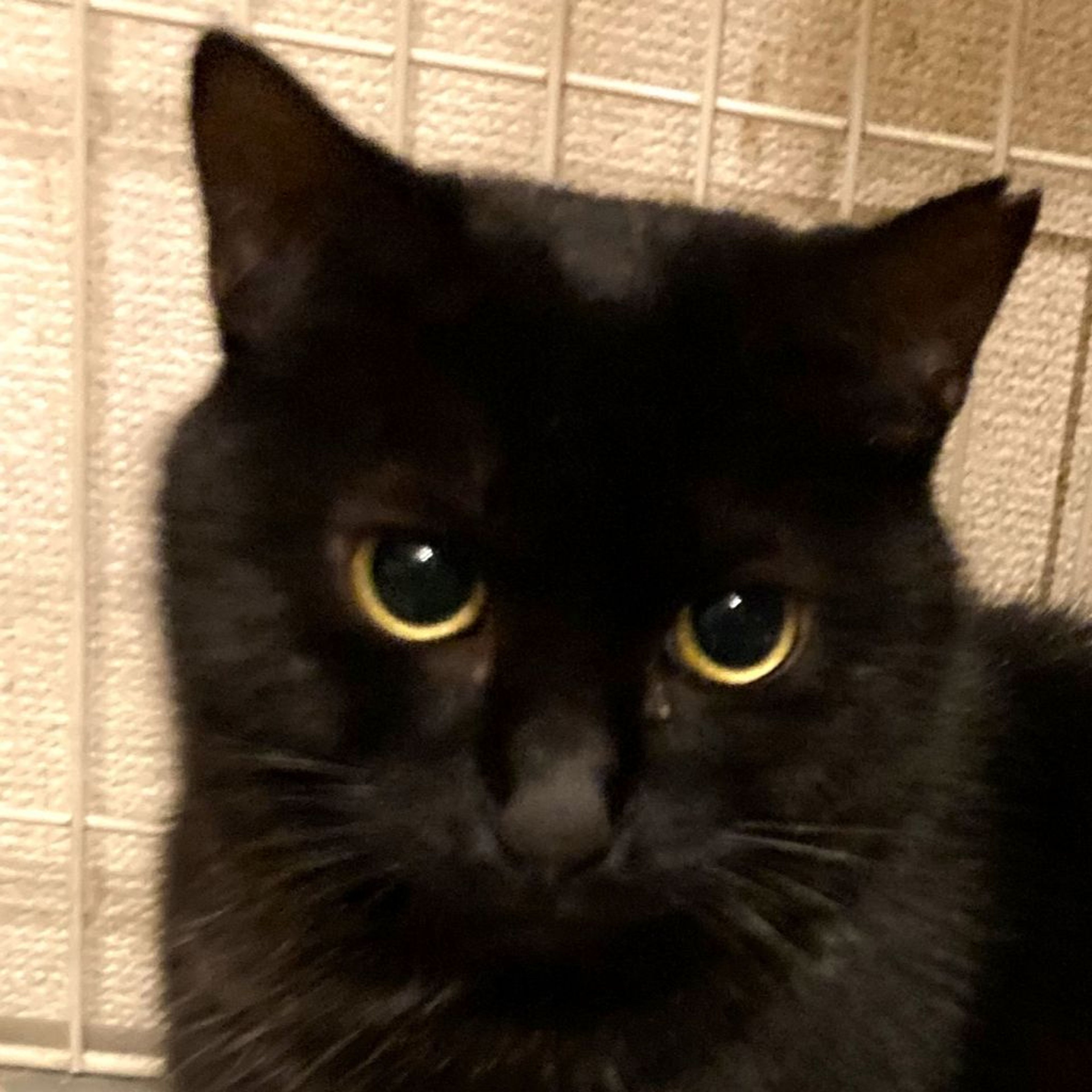 ♡黒猫( ΦωΦ )♡とまとめ 🍀2代目ちゃん🐤🍀 on X: 