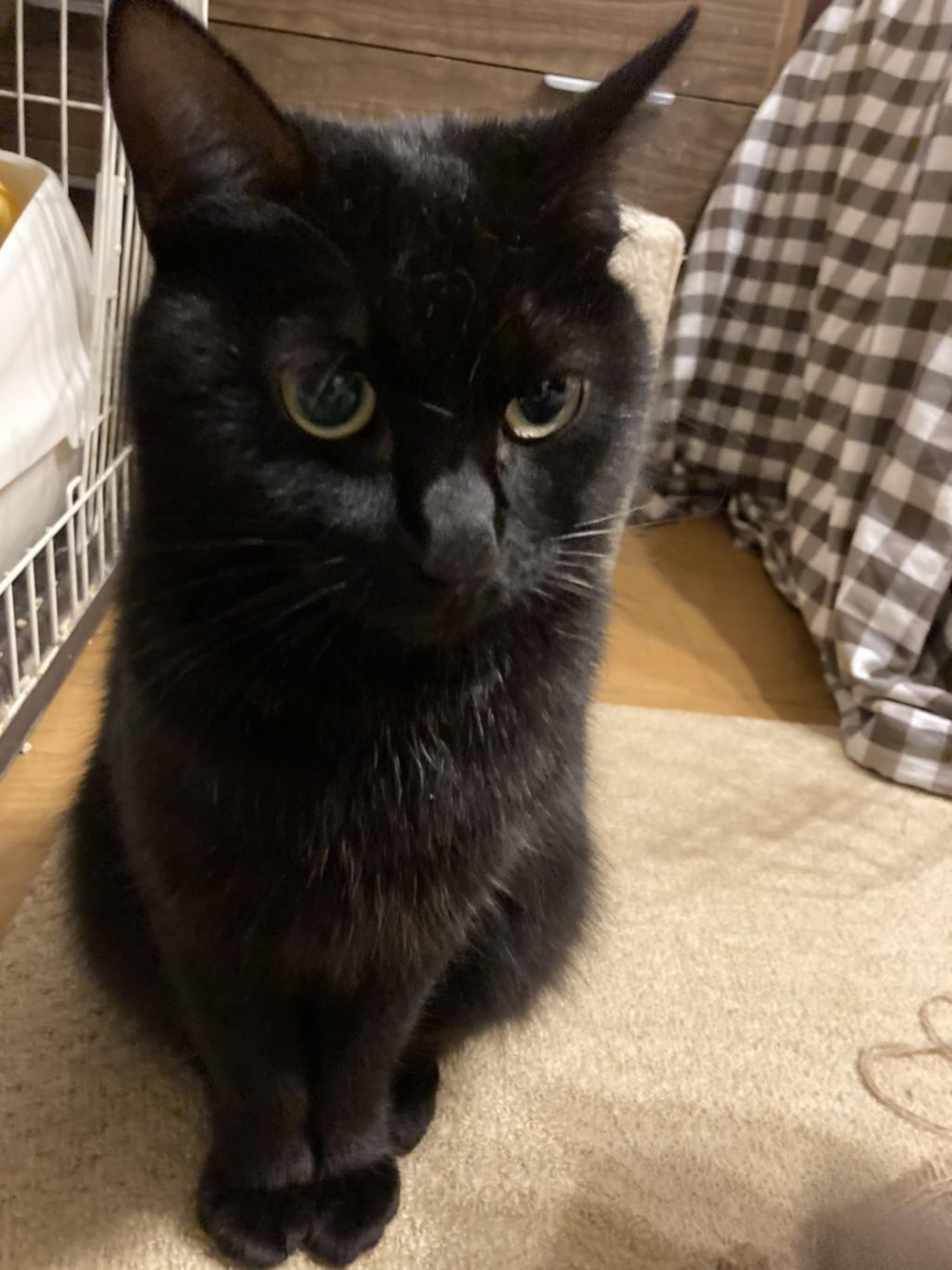 ふわふわの小柄な黒猫ちゃんです。あたたかい家庭を待っています