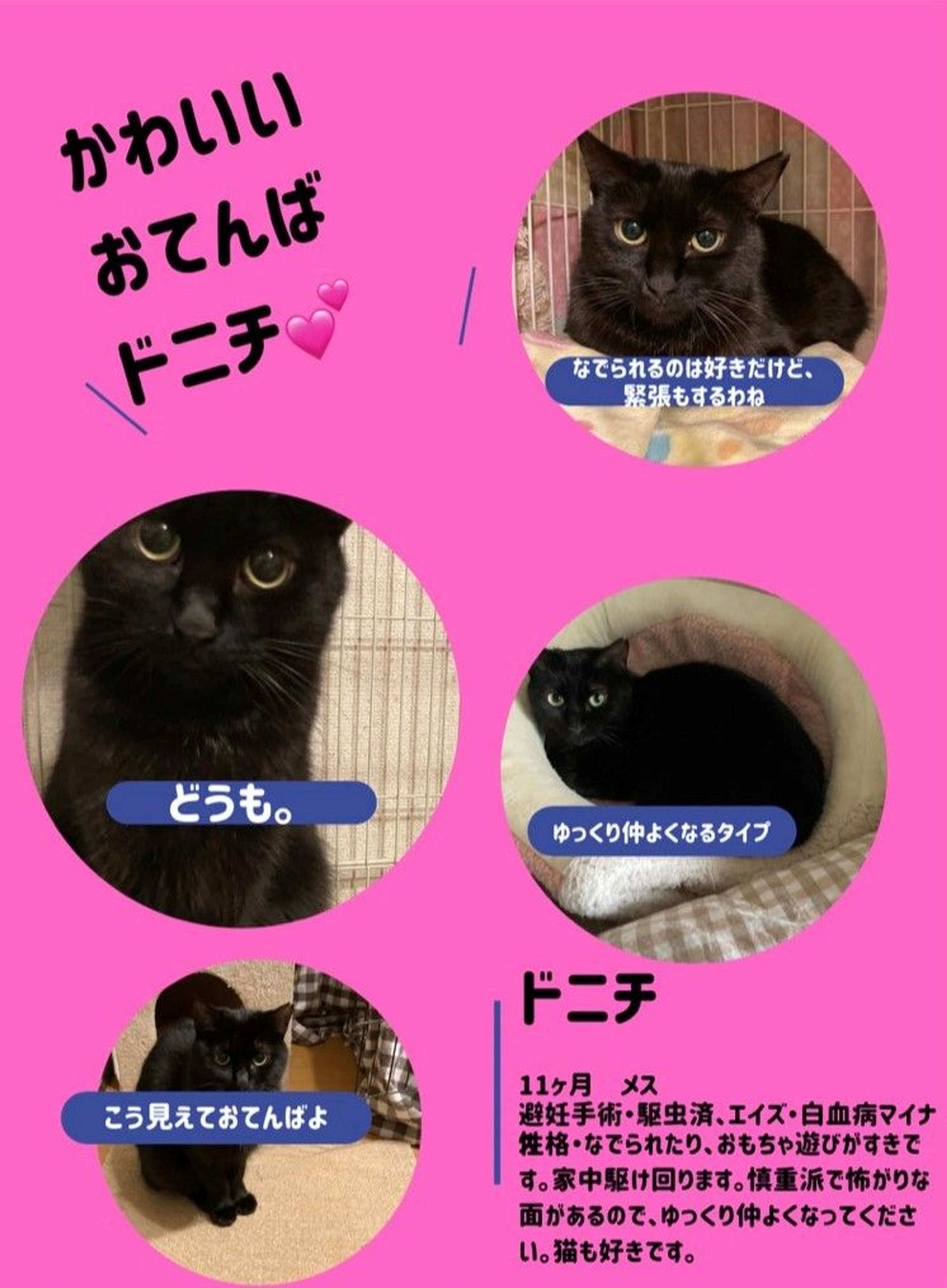 ふわふわの小柄な黒猫ちゃんです。あたたかい家庭を待っています