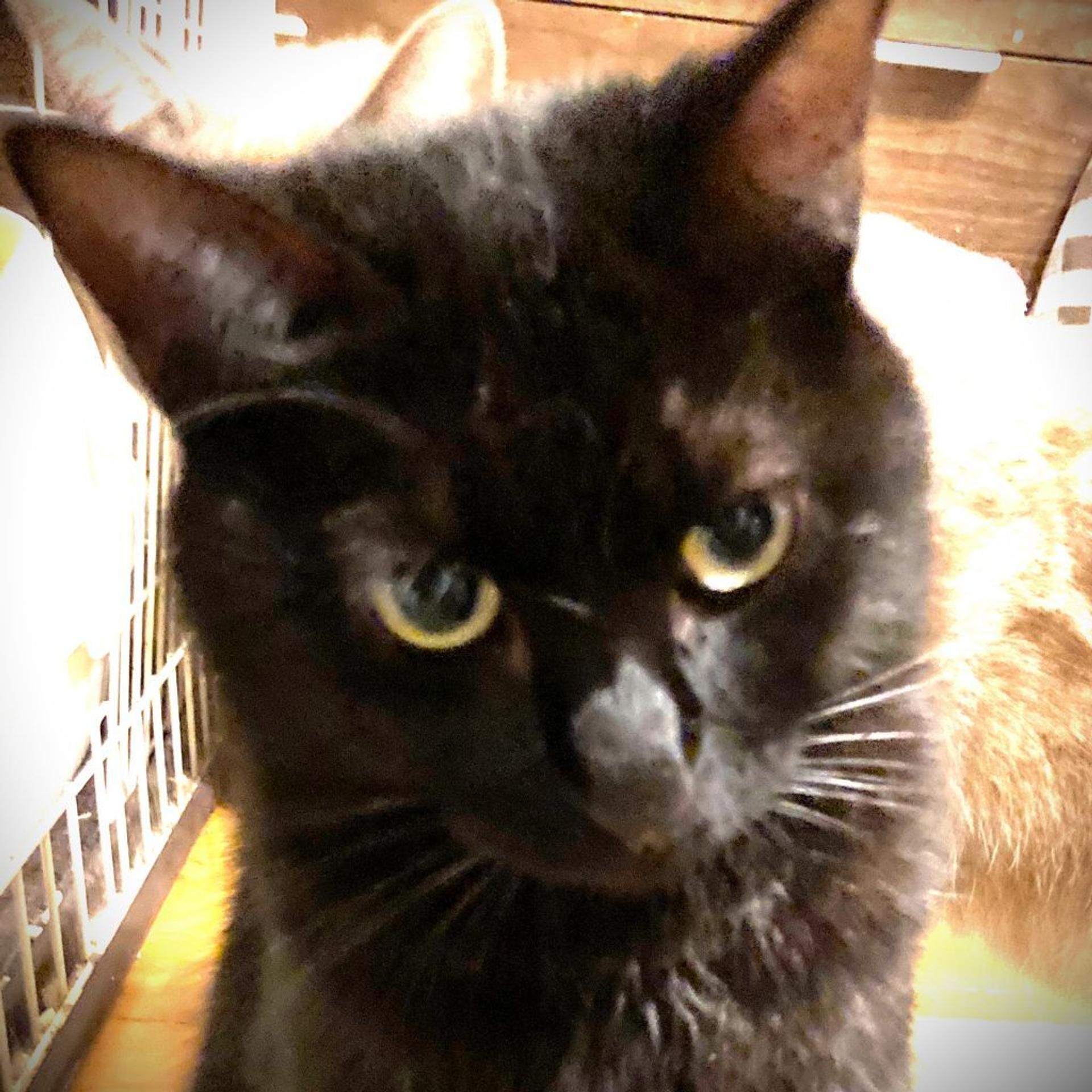pet-image-7