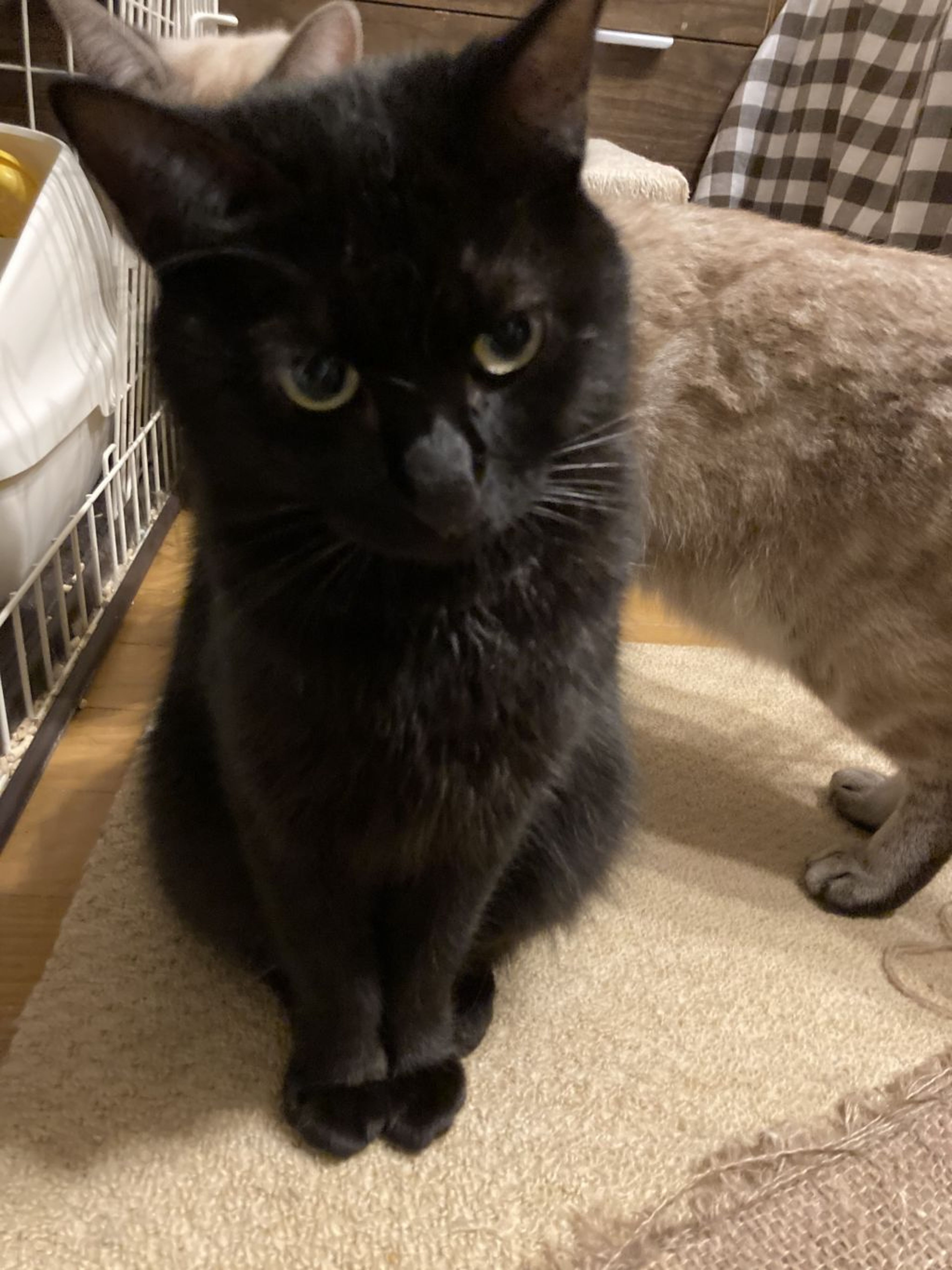 ふわふわの小柄な黒猫ちゃんです。あたたかい家庭を待っています