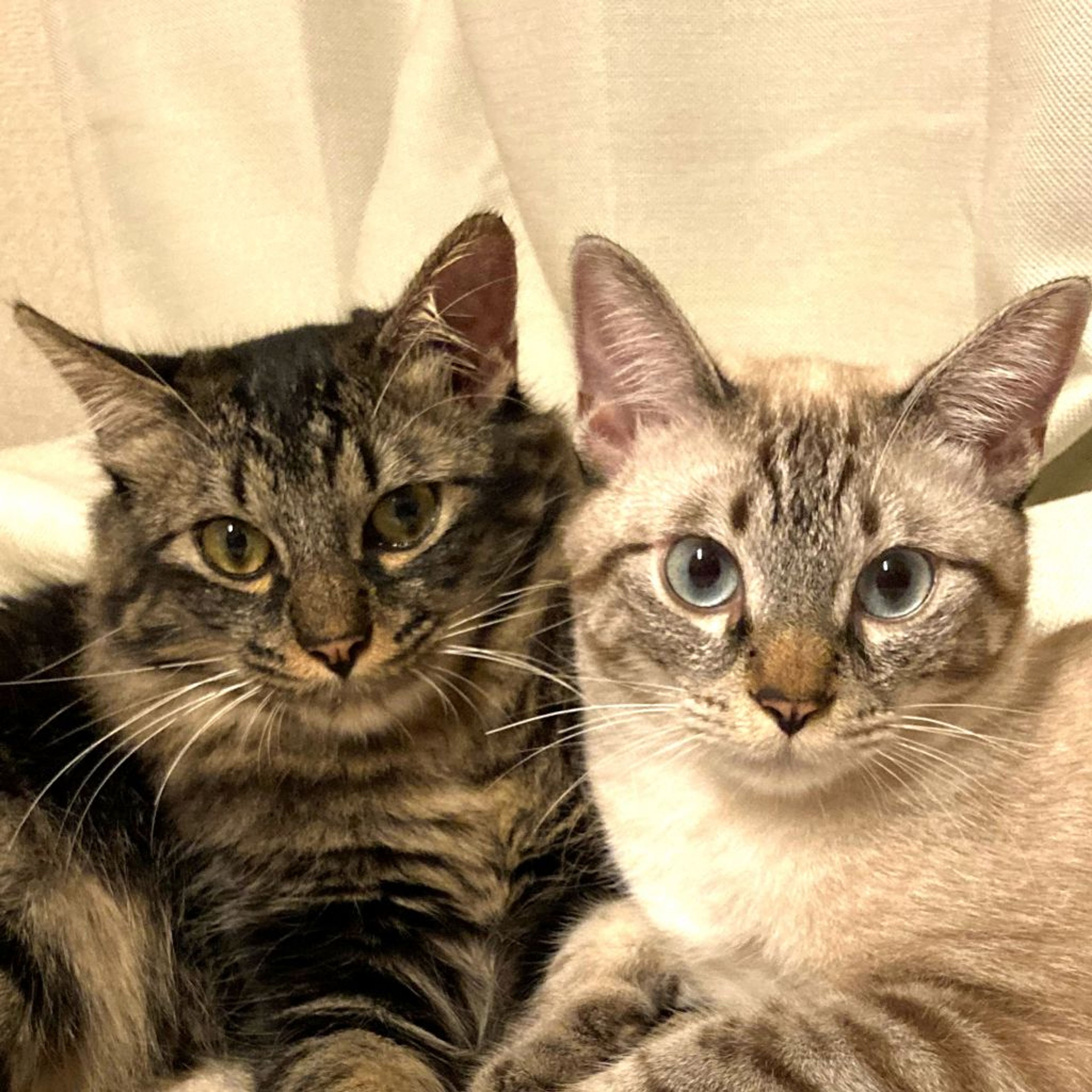 雑種（ミックス猫）・オスの里親募集の写真