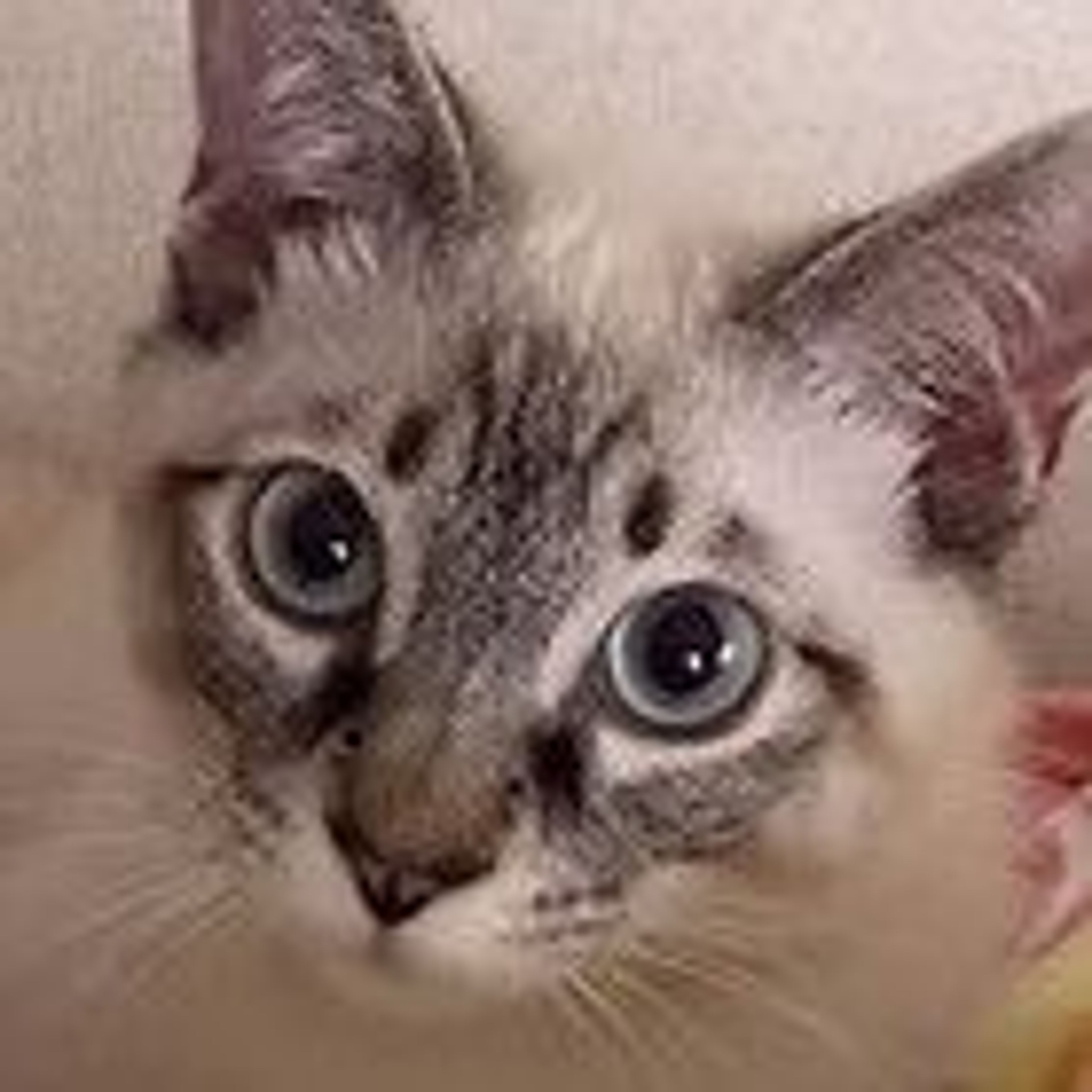 pet-image-3