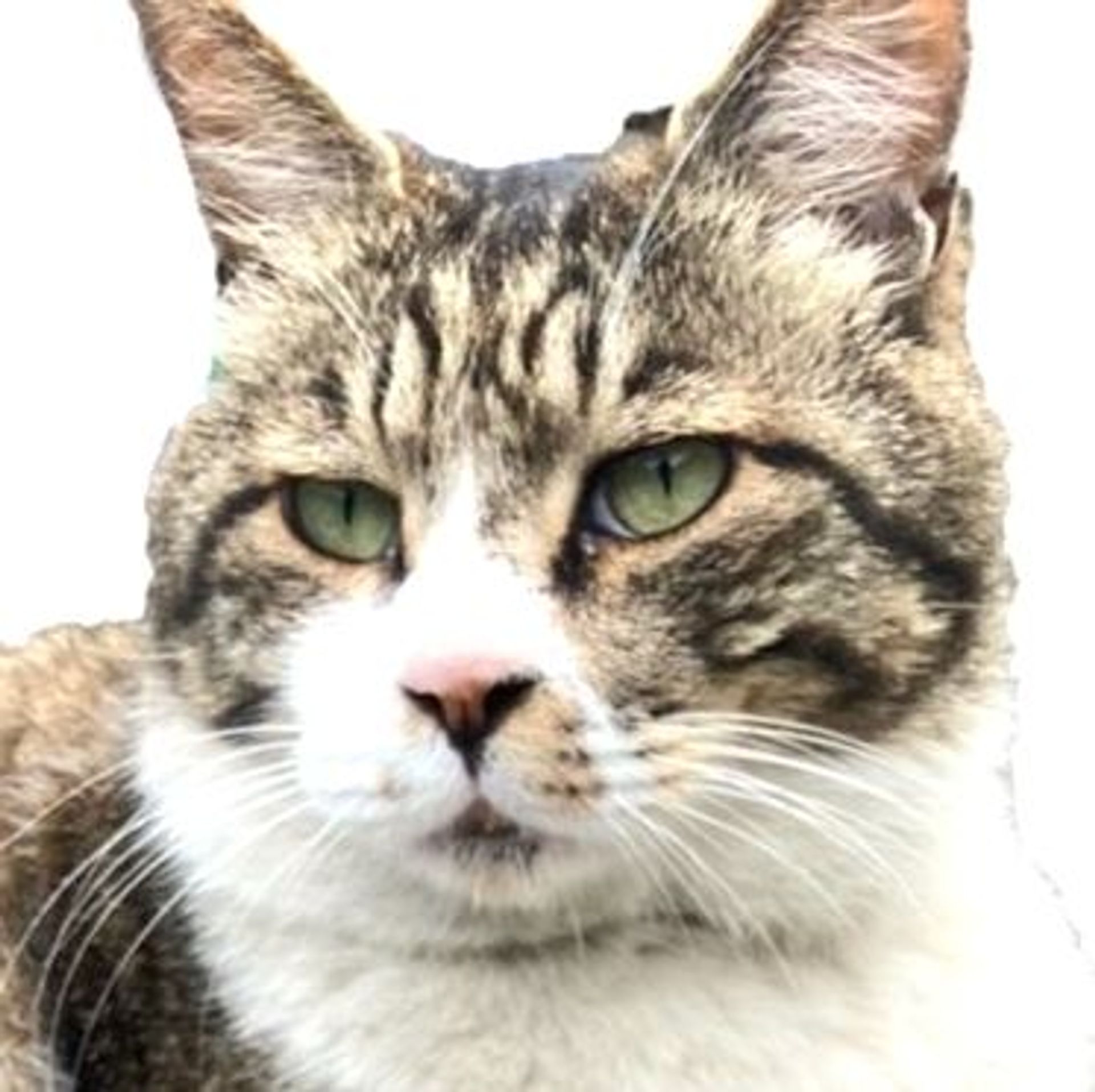 雑種（ミックス猫）・オスの里親募集の写真