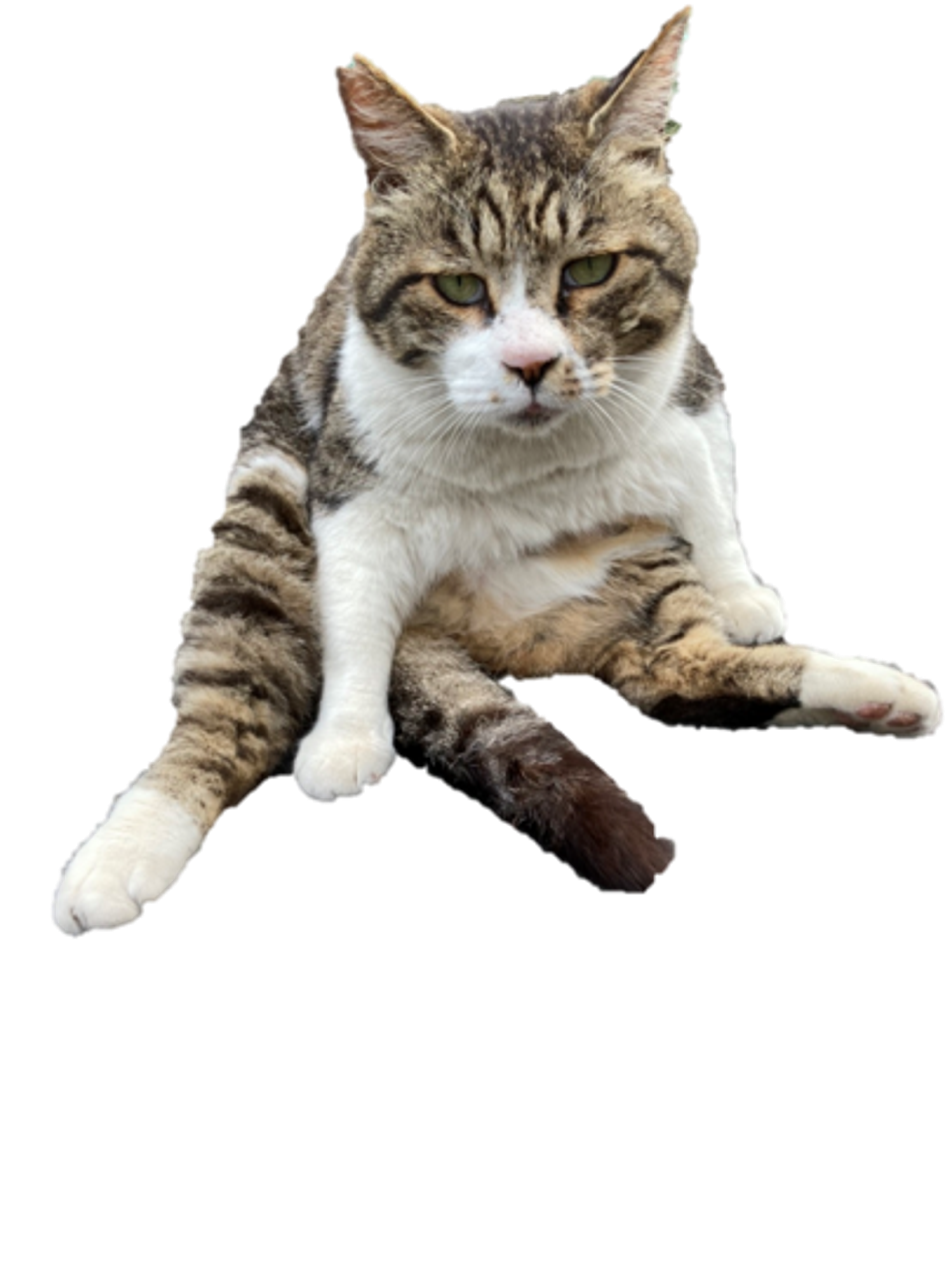 pet-image-2