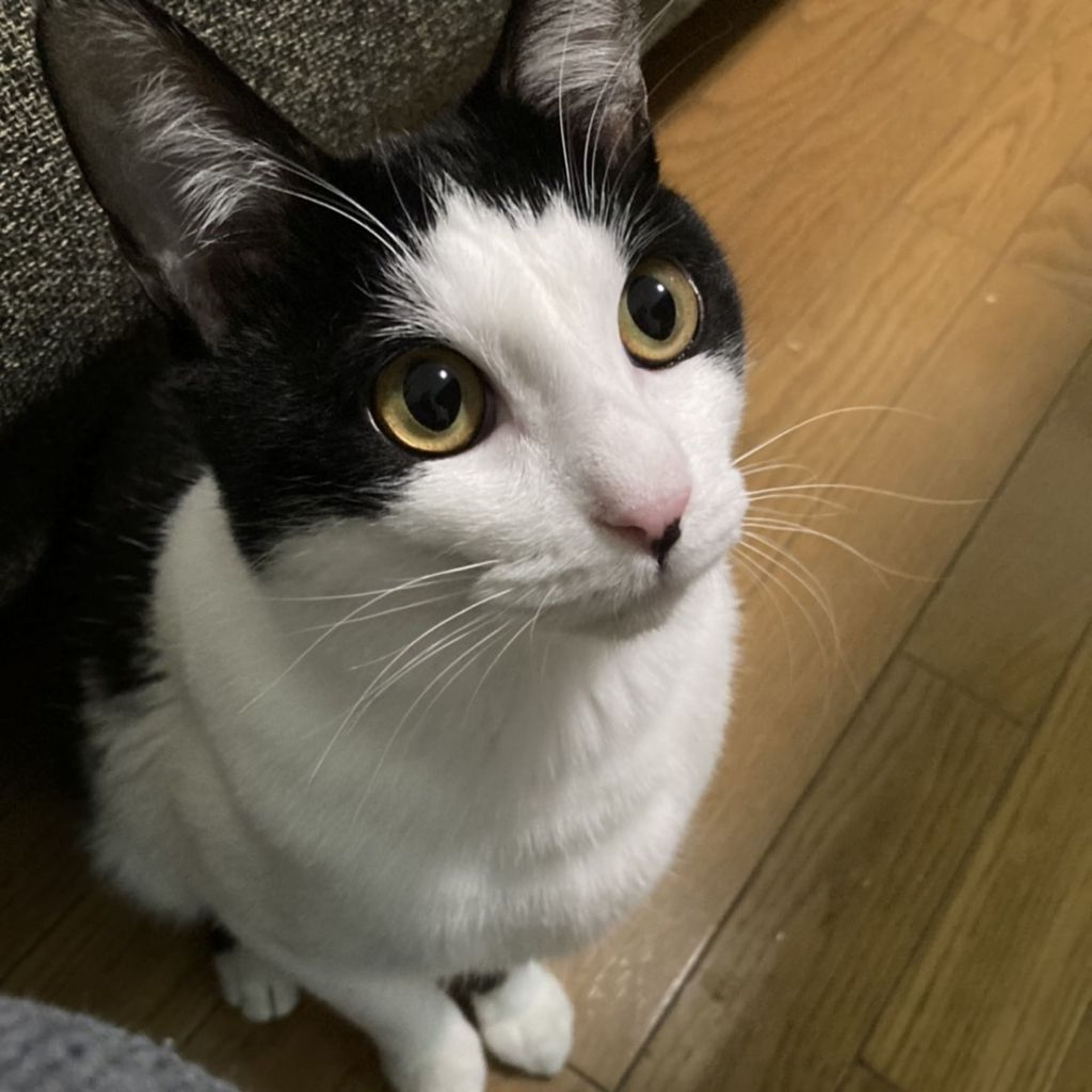 pet-image-4