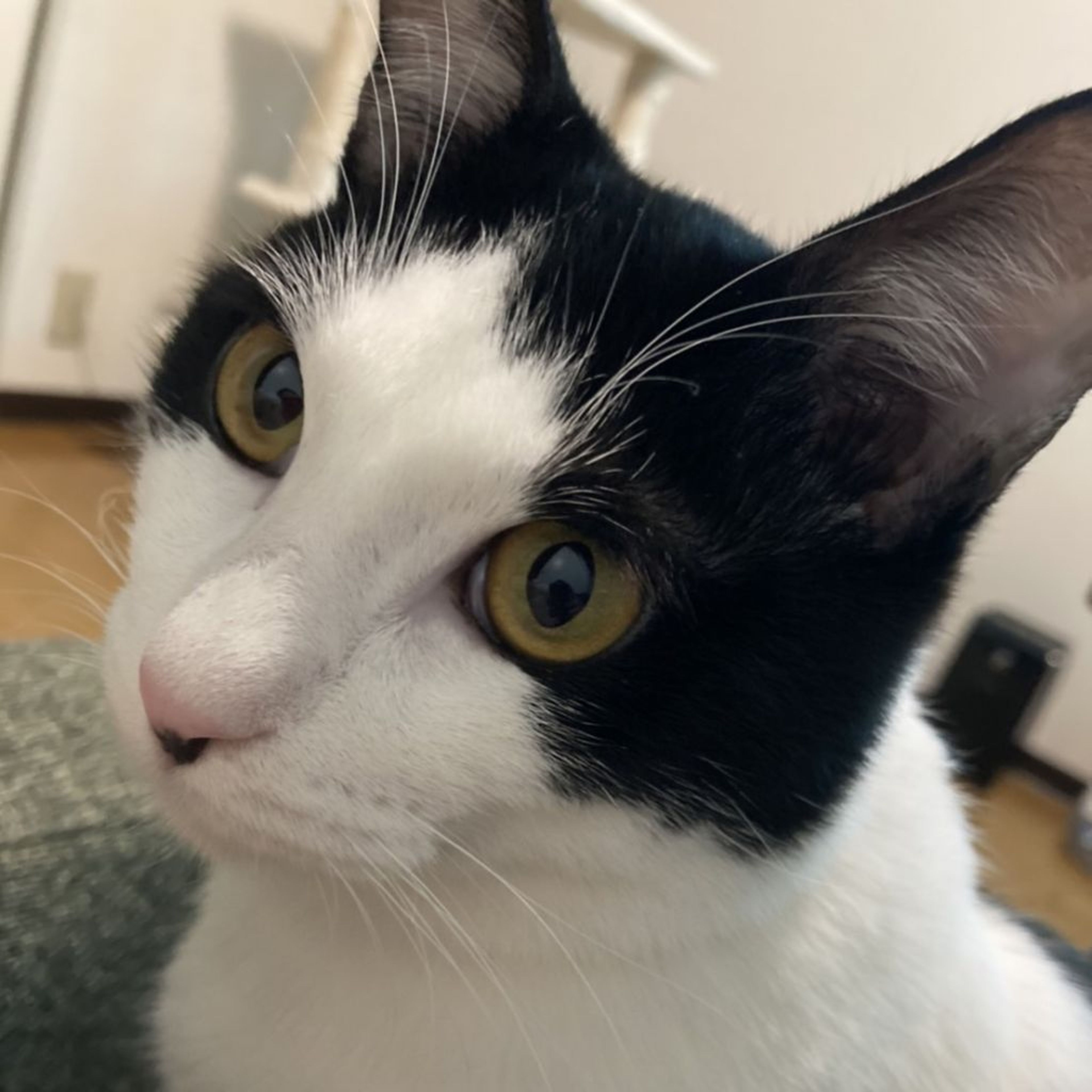 pet-image-7
