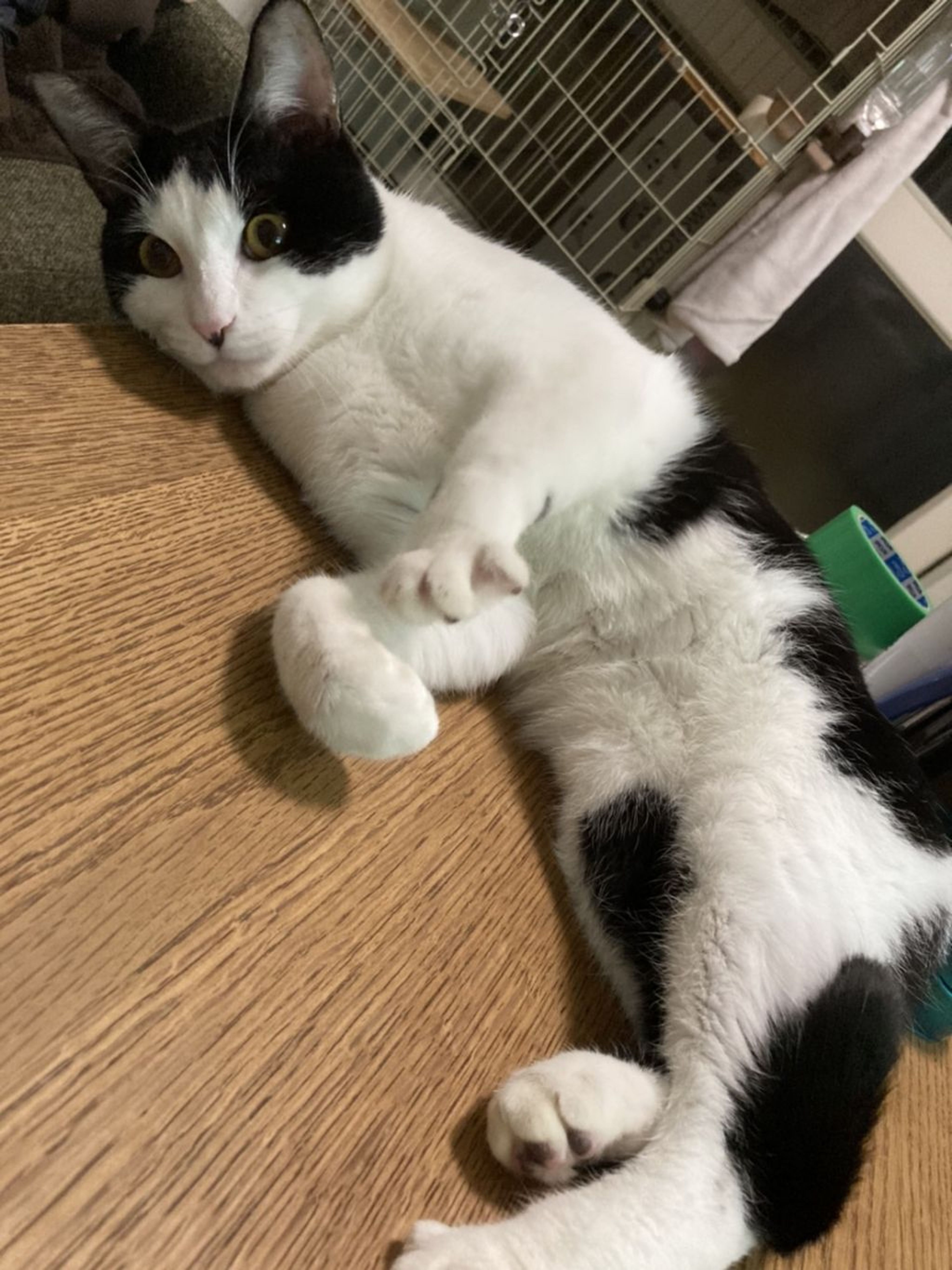 pet-image-8