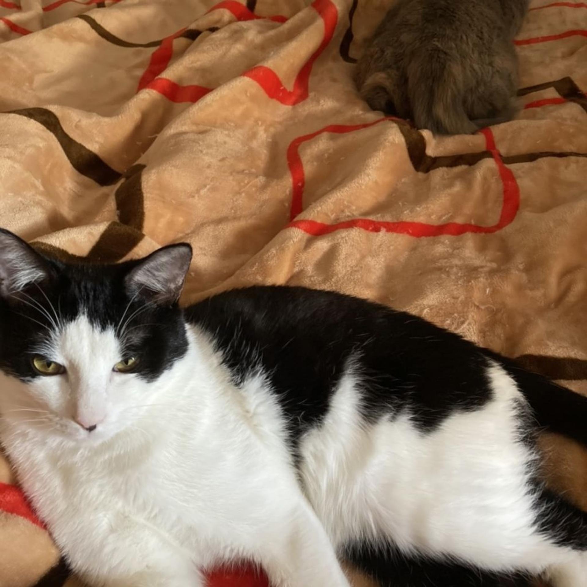 pet-image-9