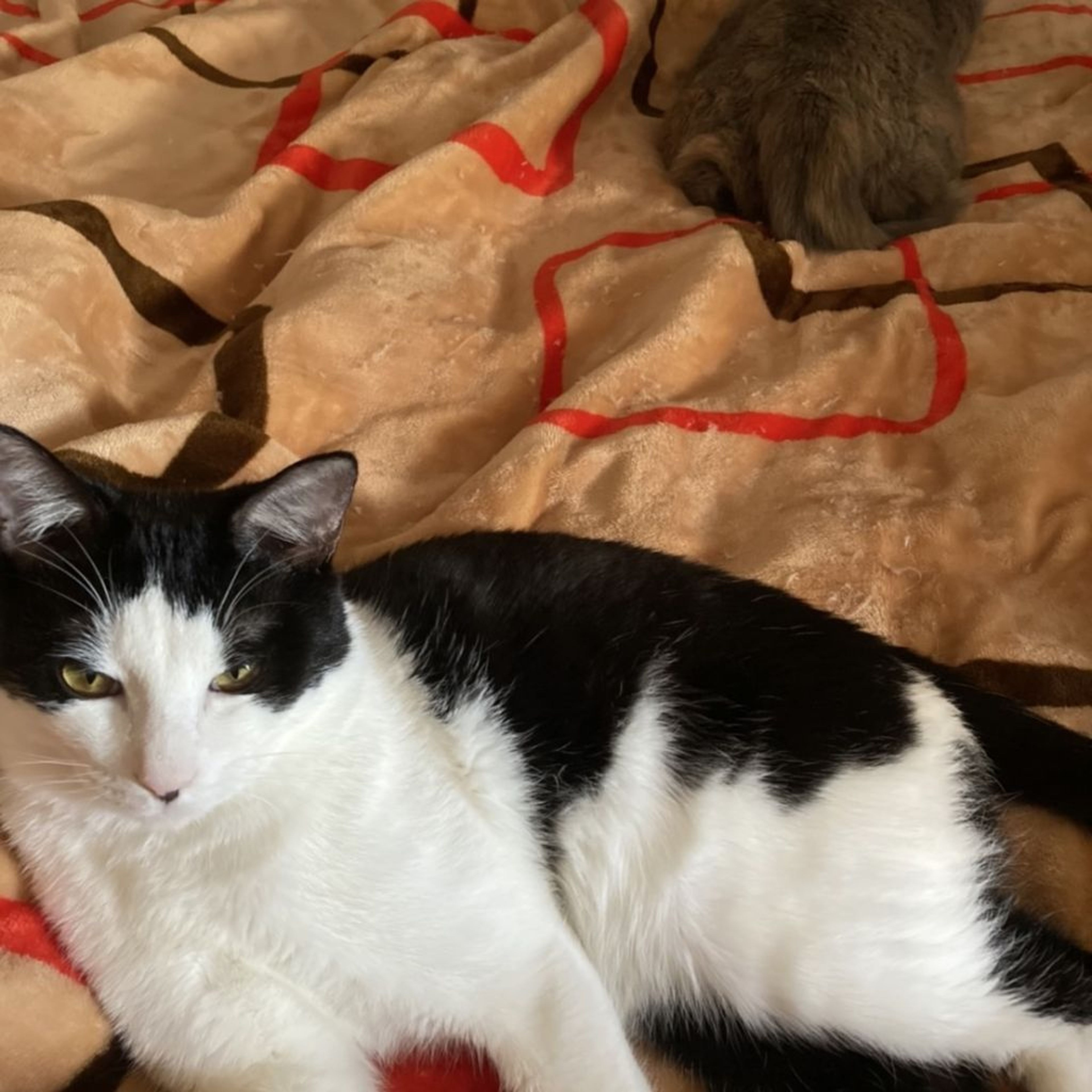 pet-image-9
