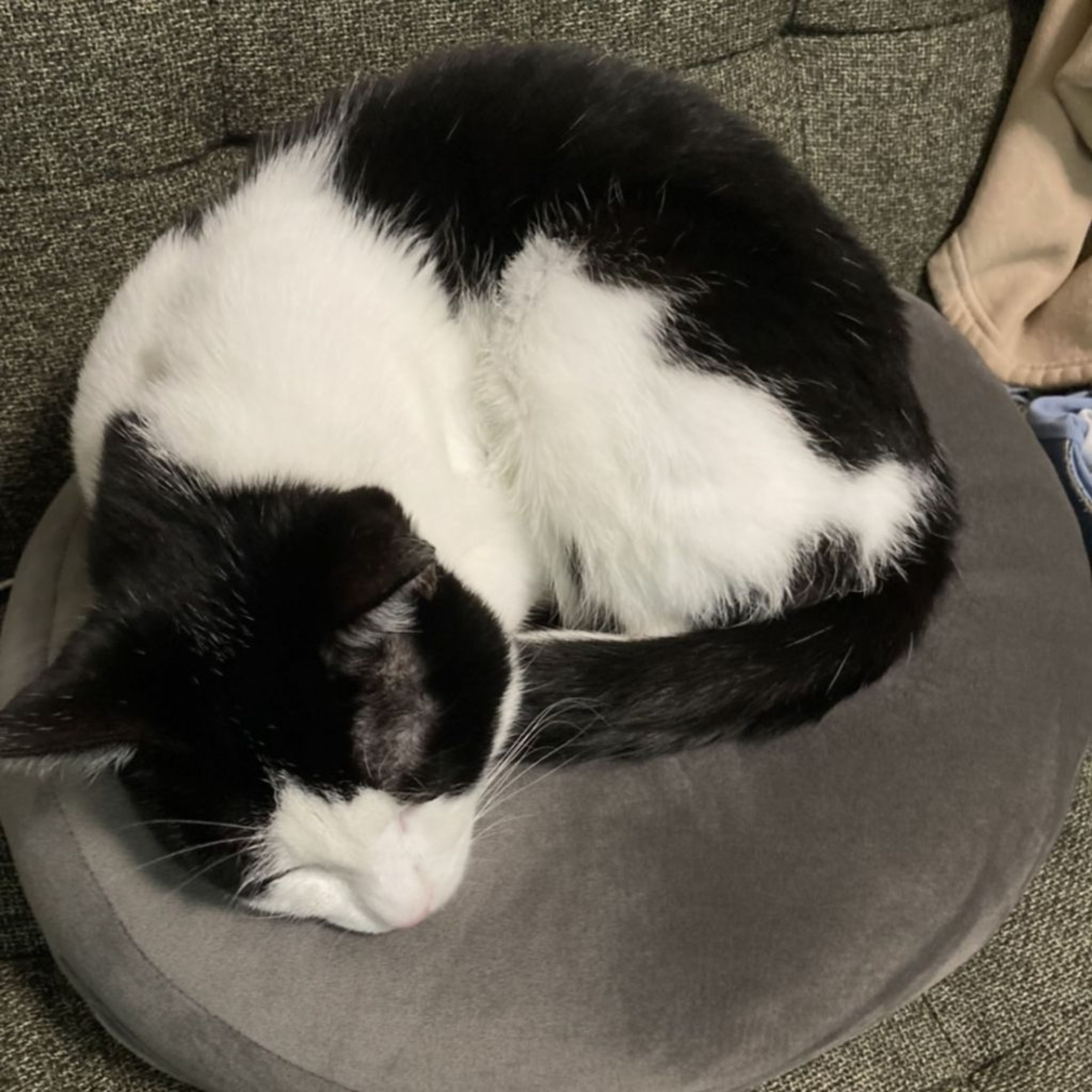 pet-image-10