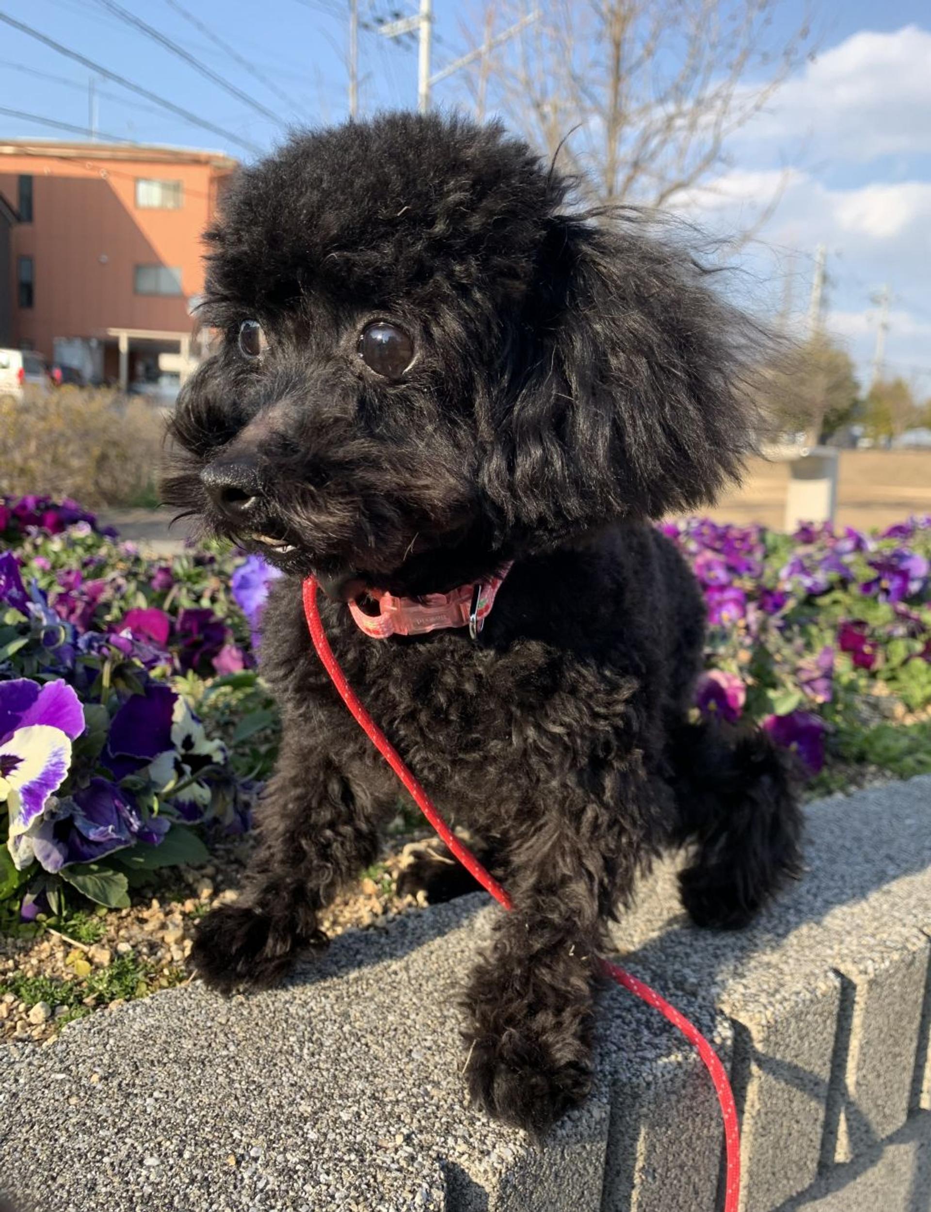 pet-image-6