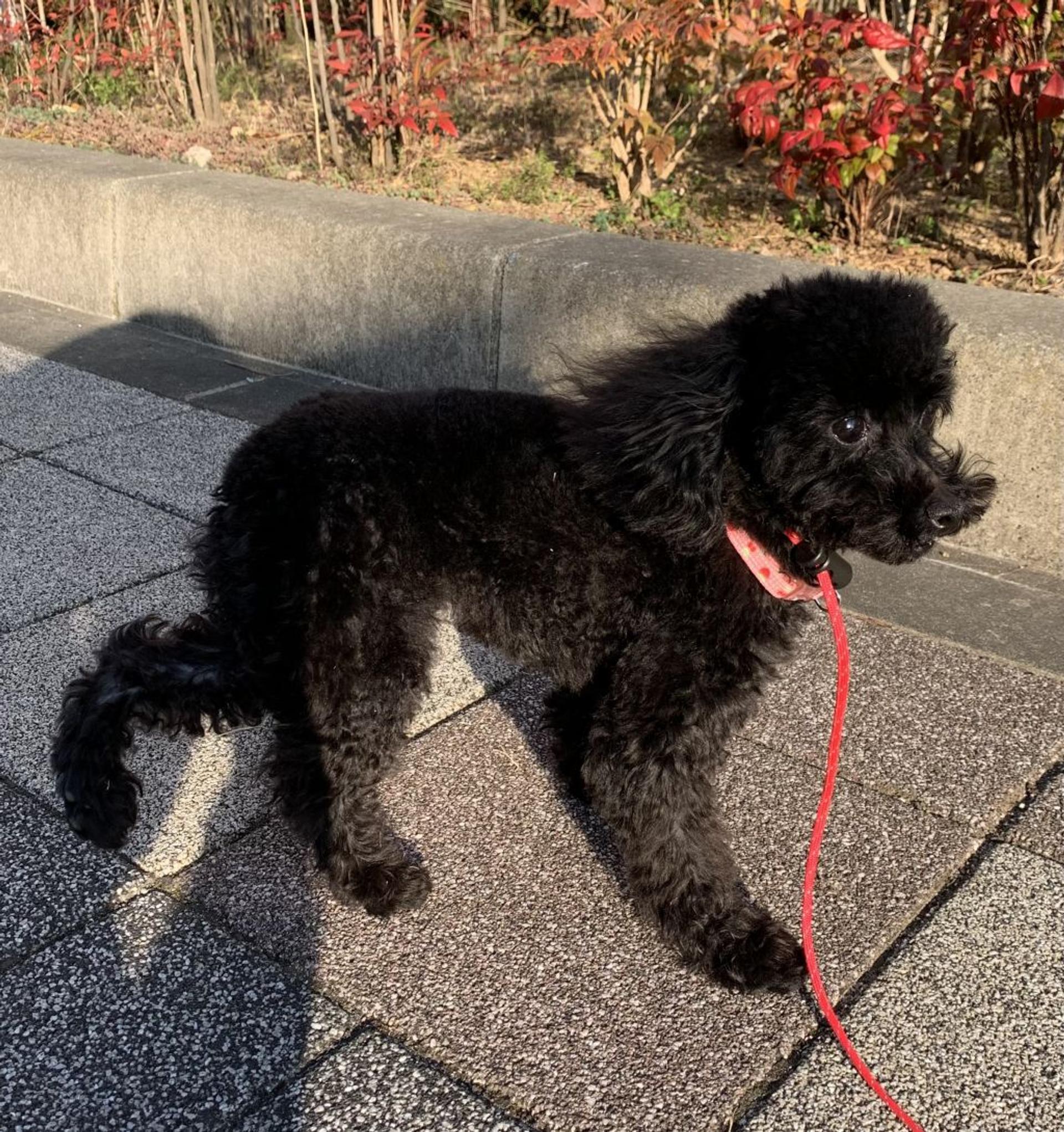 pet-image-7