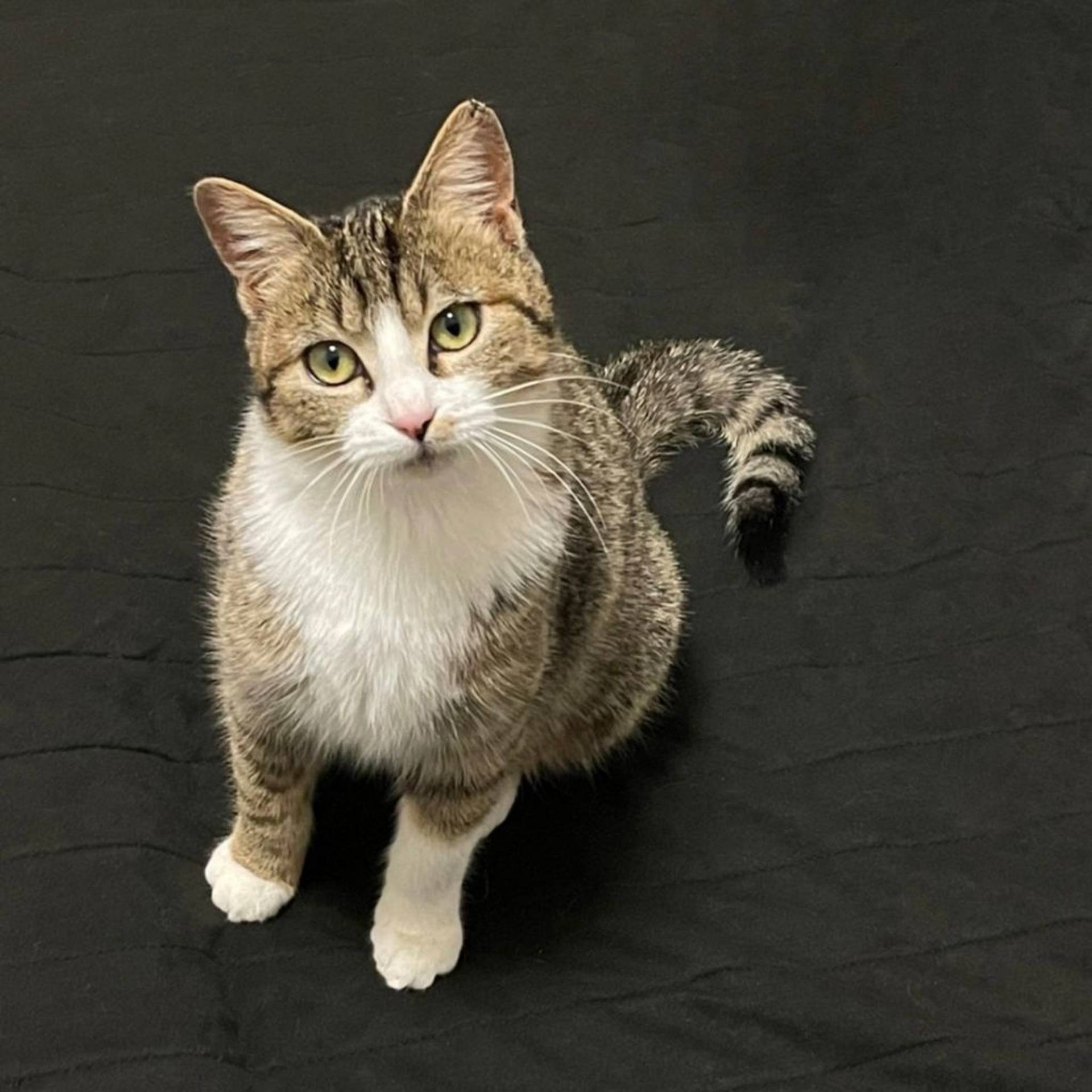 雑種（ミックス猫）・メスの里親募集の写真