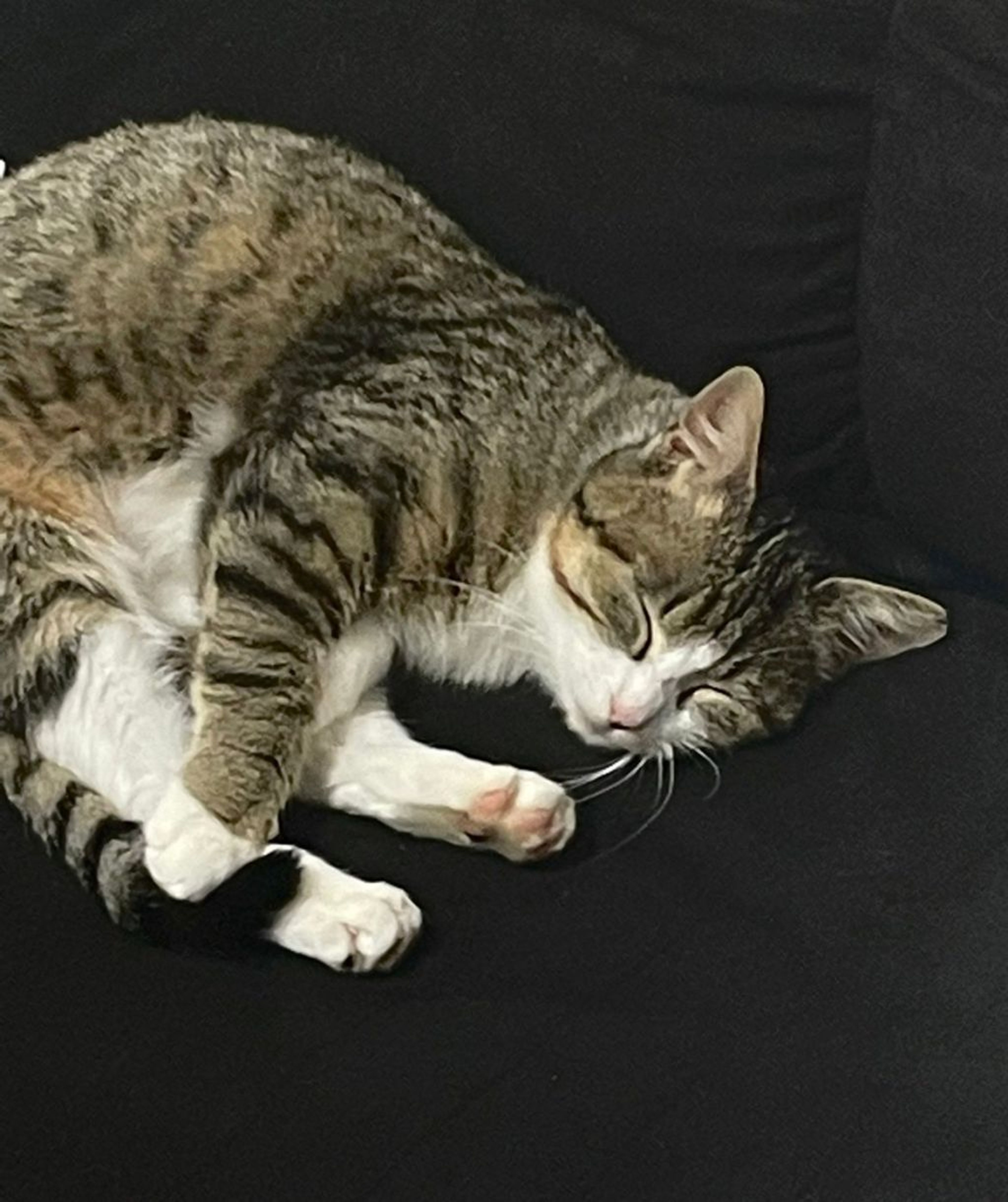 pet-image-6