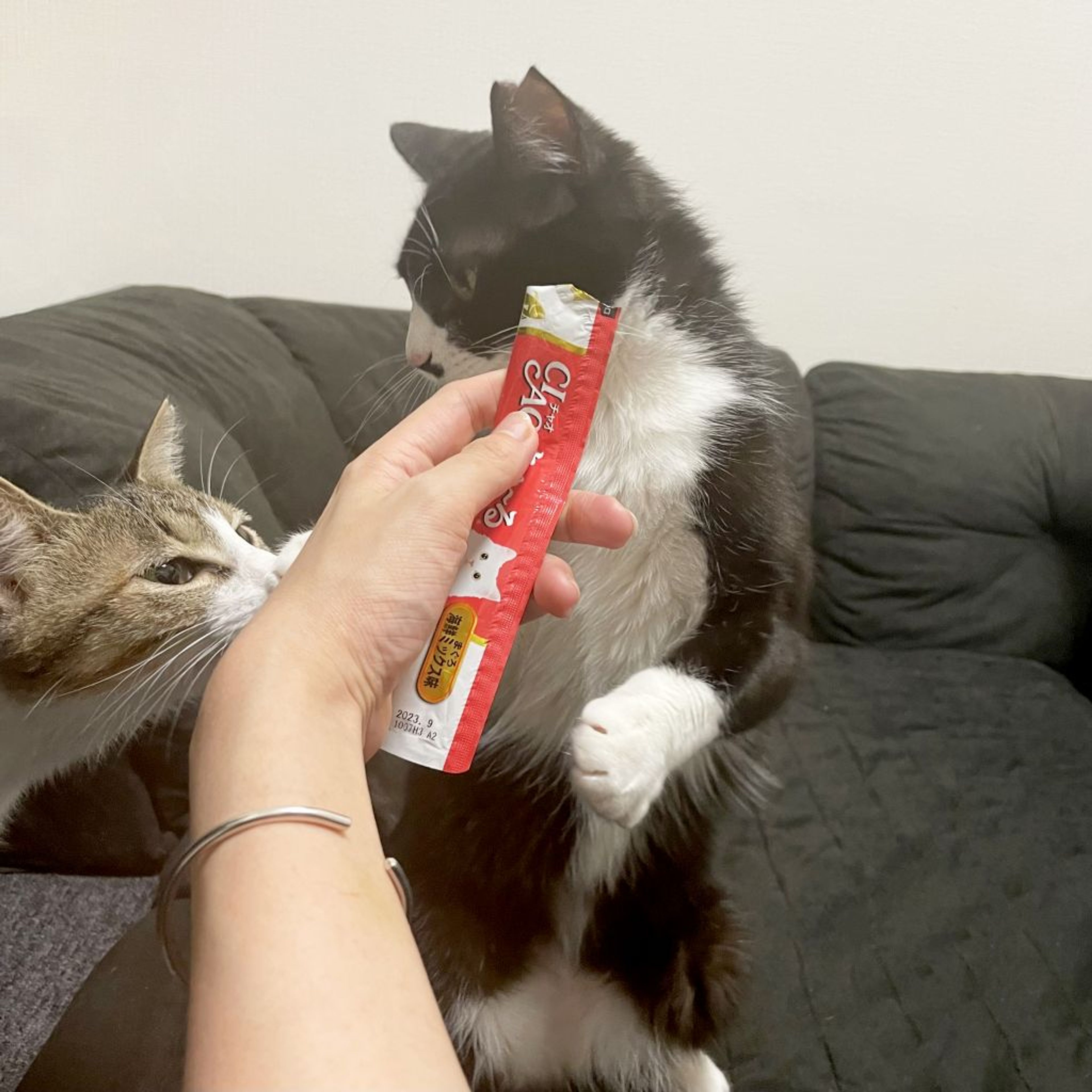 pet-image-5