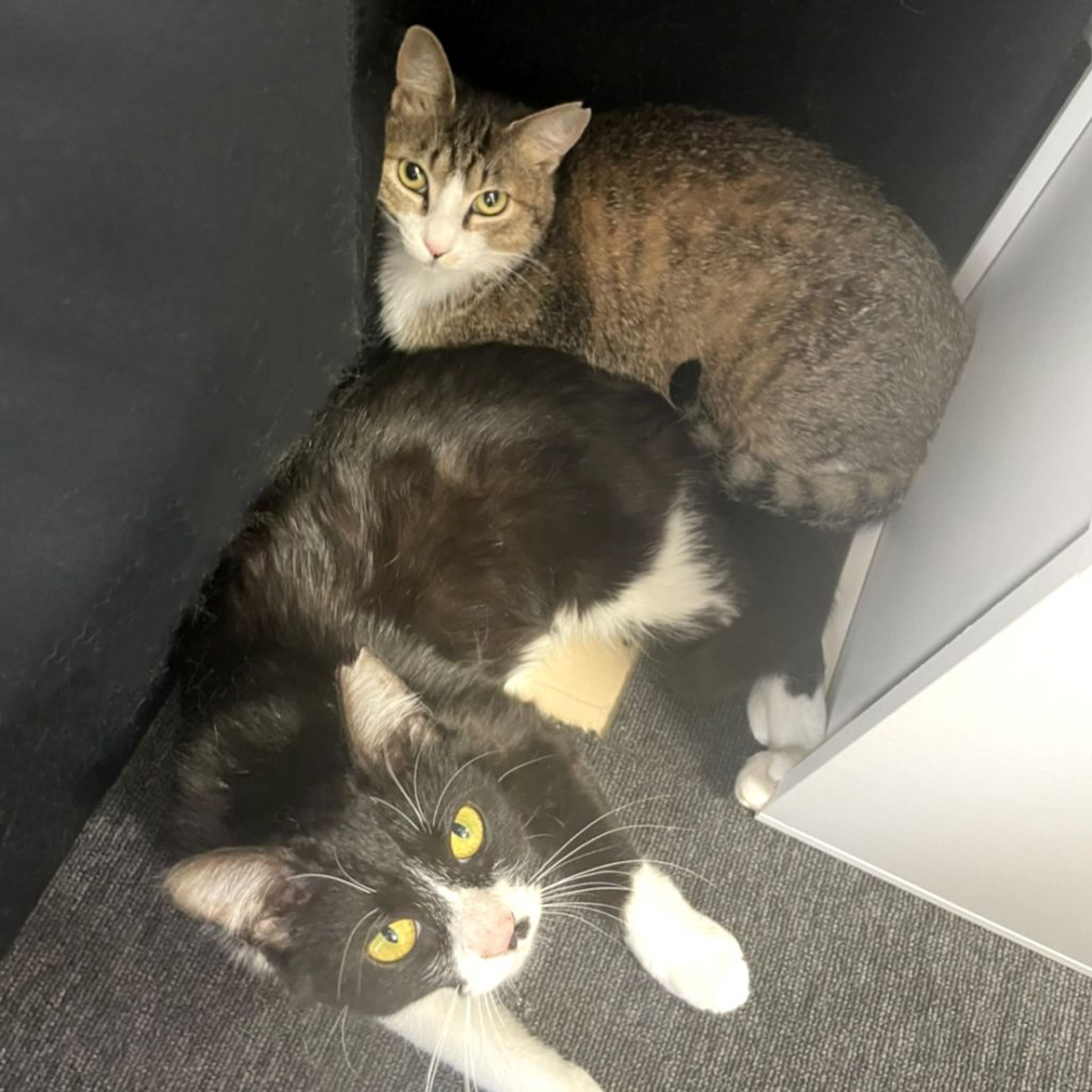 pet-image-9