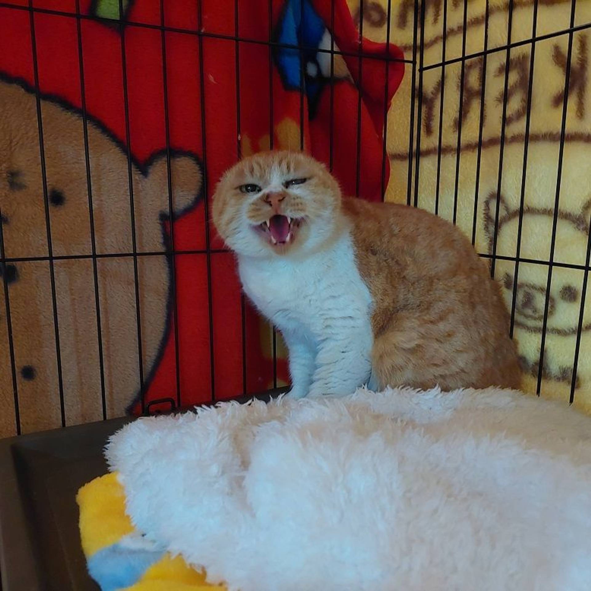 雑種（ミックス猫）・メスの里親募集の写真