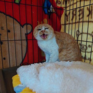 チャミの写真