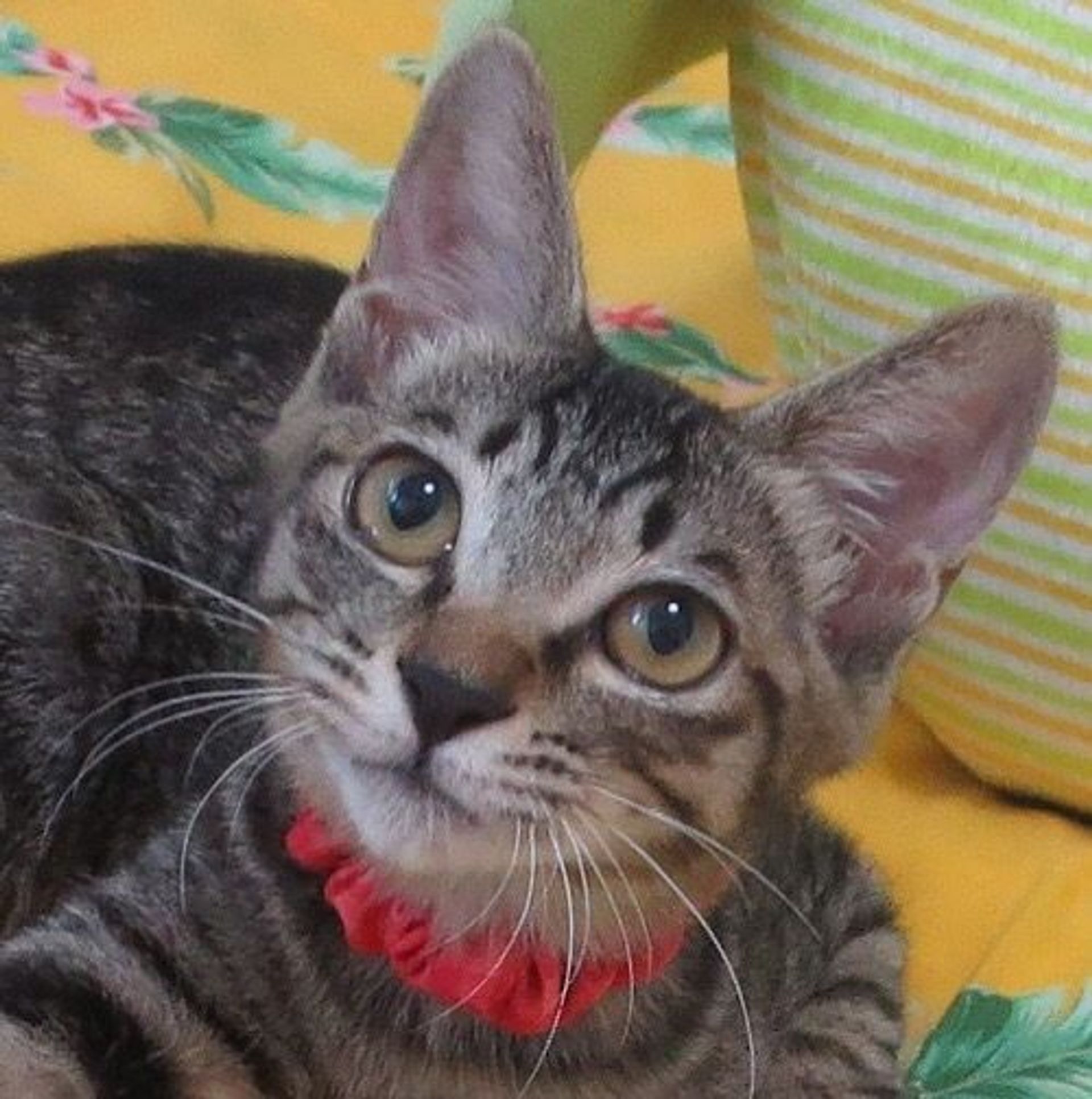 雑種（ミックス猫）・メスの里親募集の写真