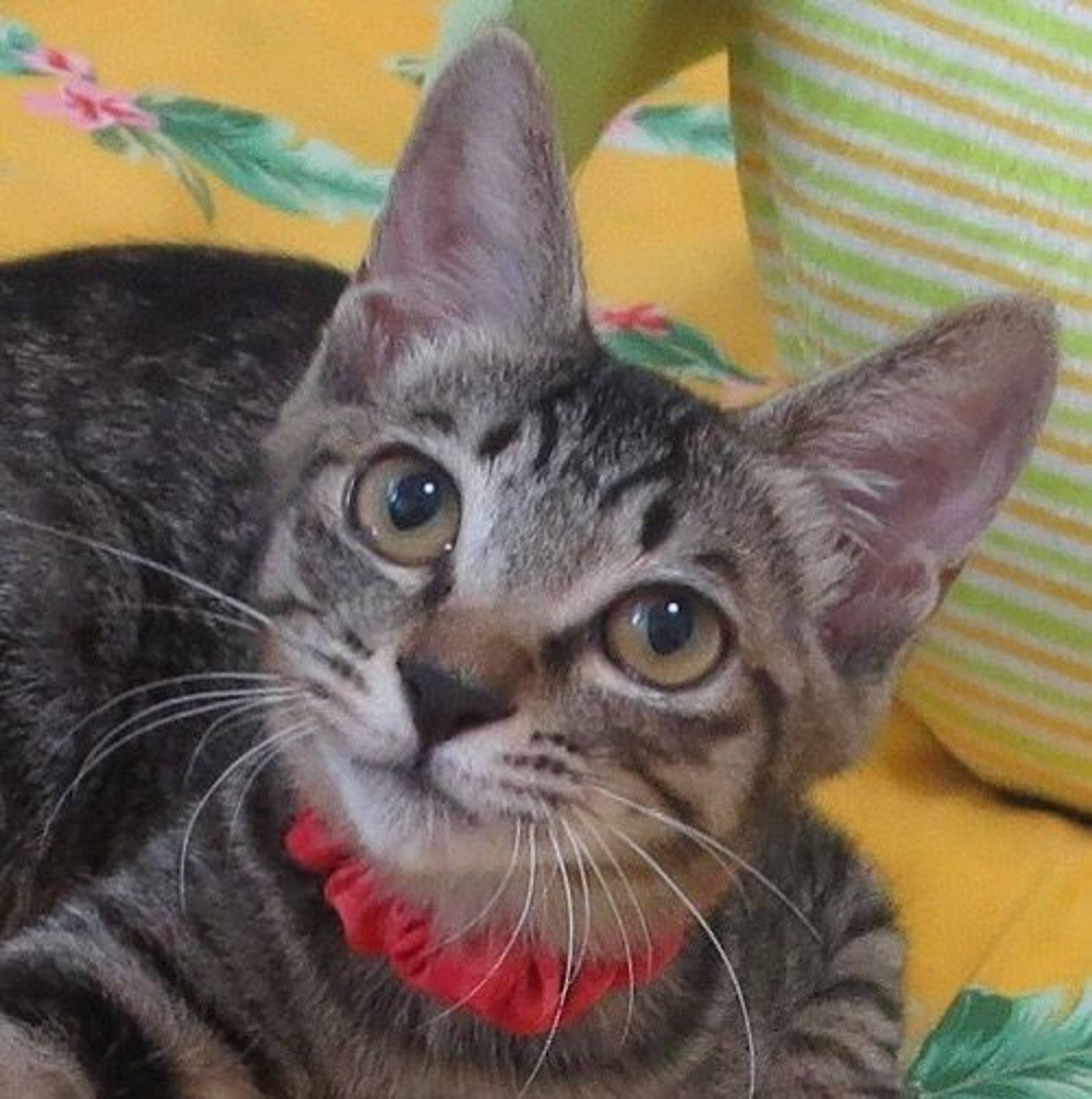 雑種（ミックス猫）・メスの里親募集の写真