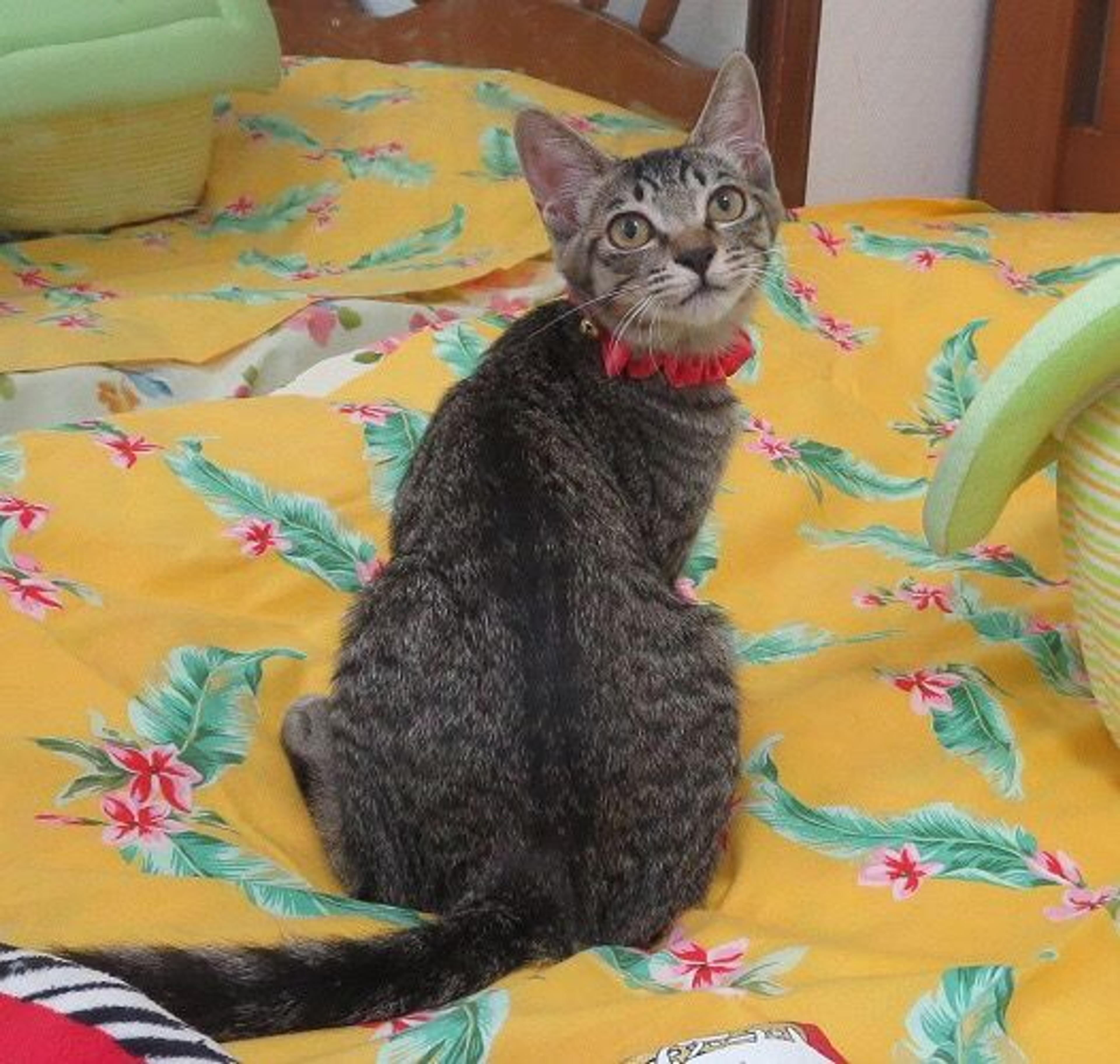 pet-image-2