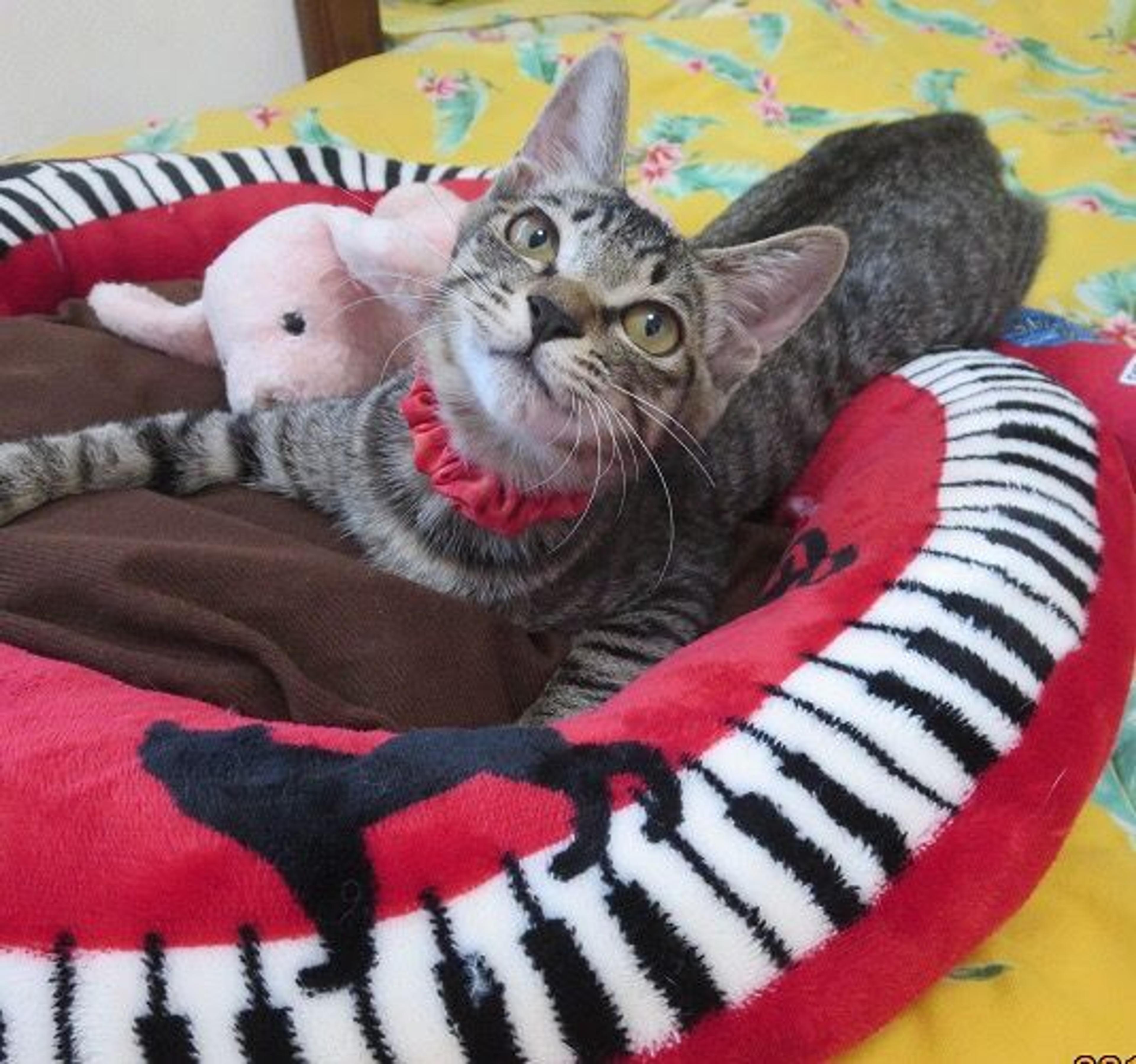 pet-image-3