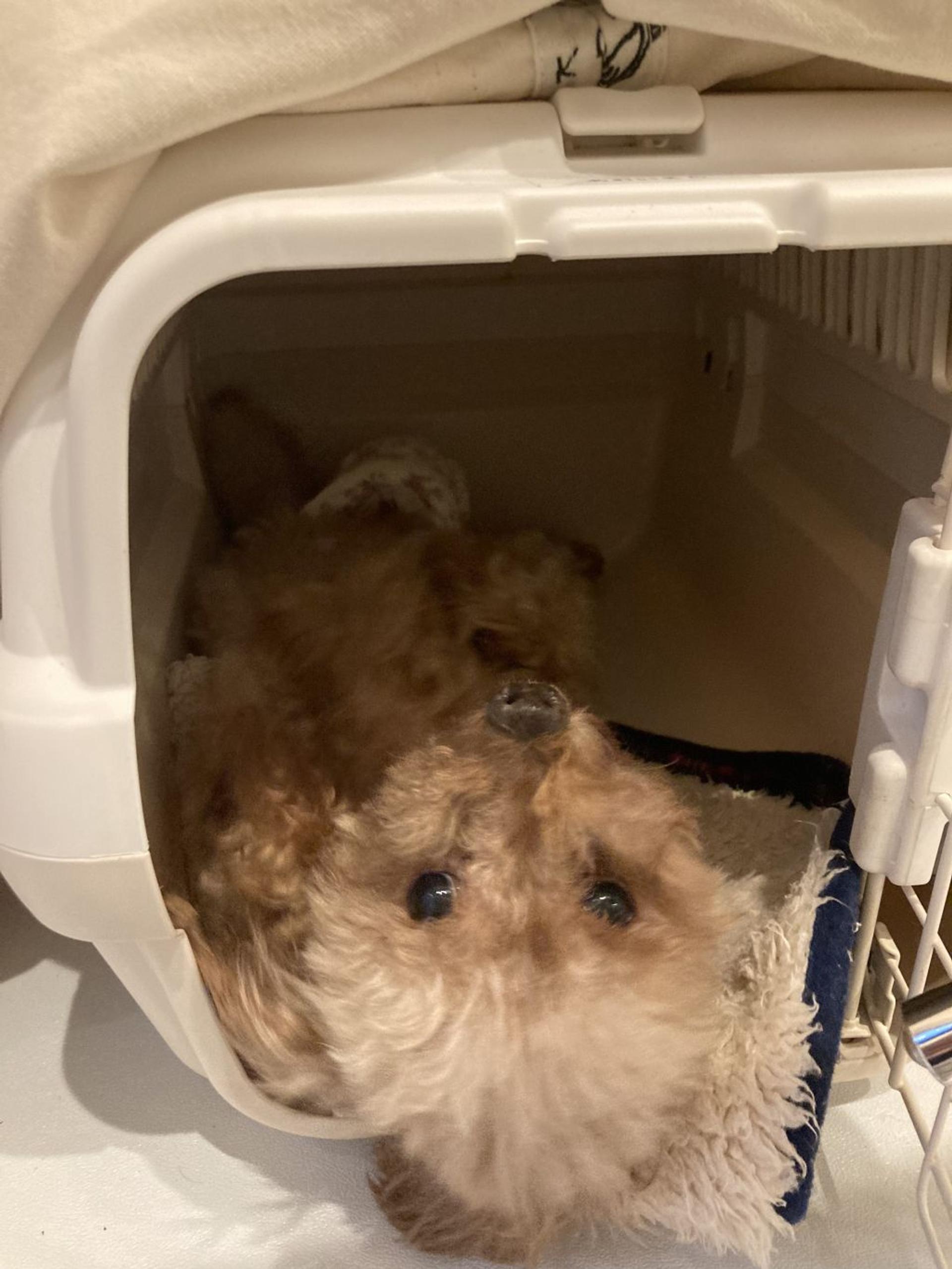 pet-image-2