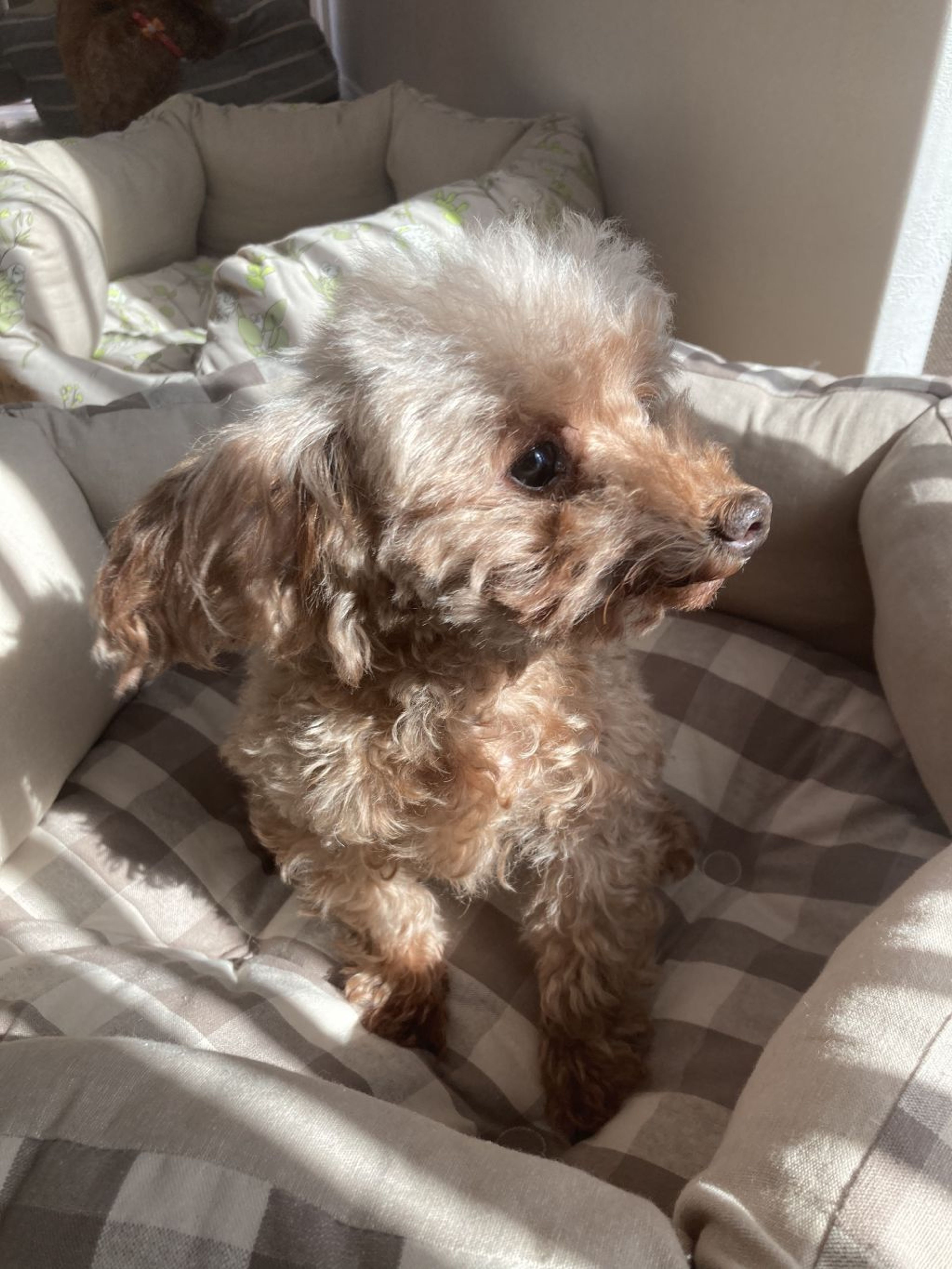 pet-image-3