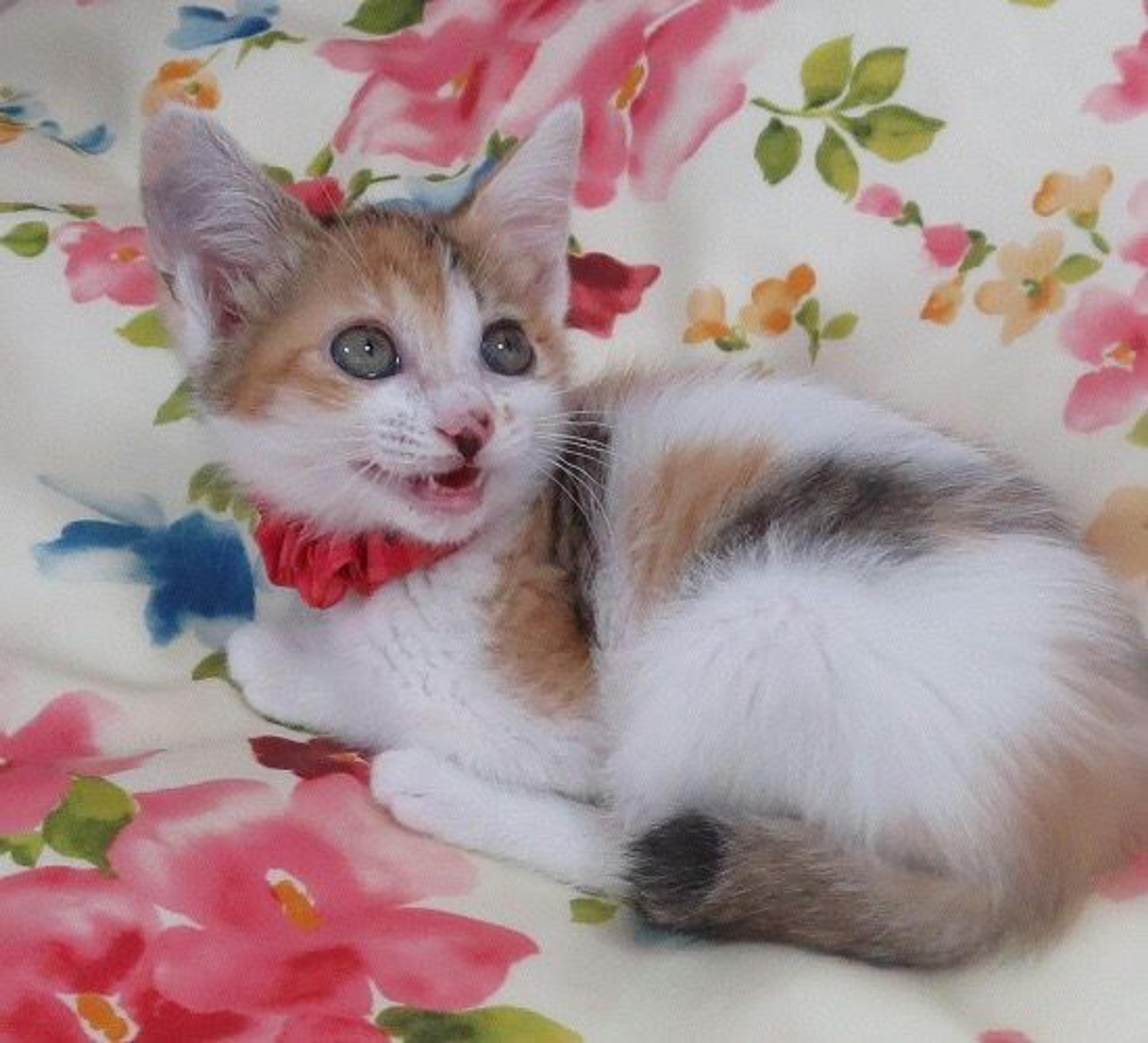 pet-image-3