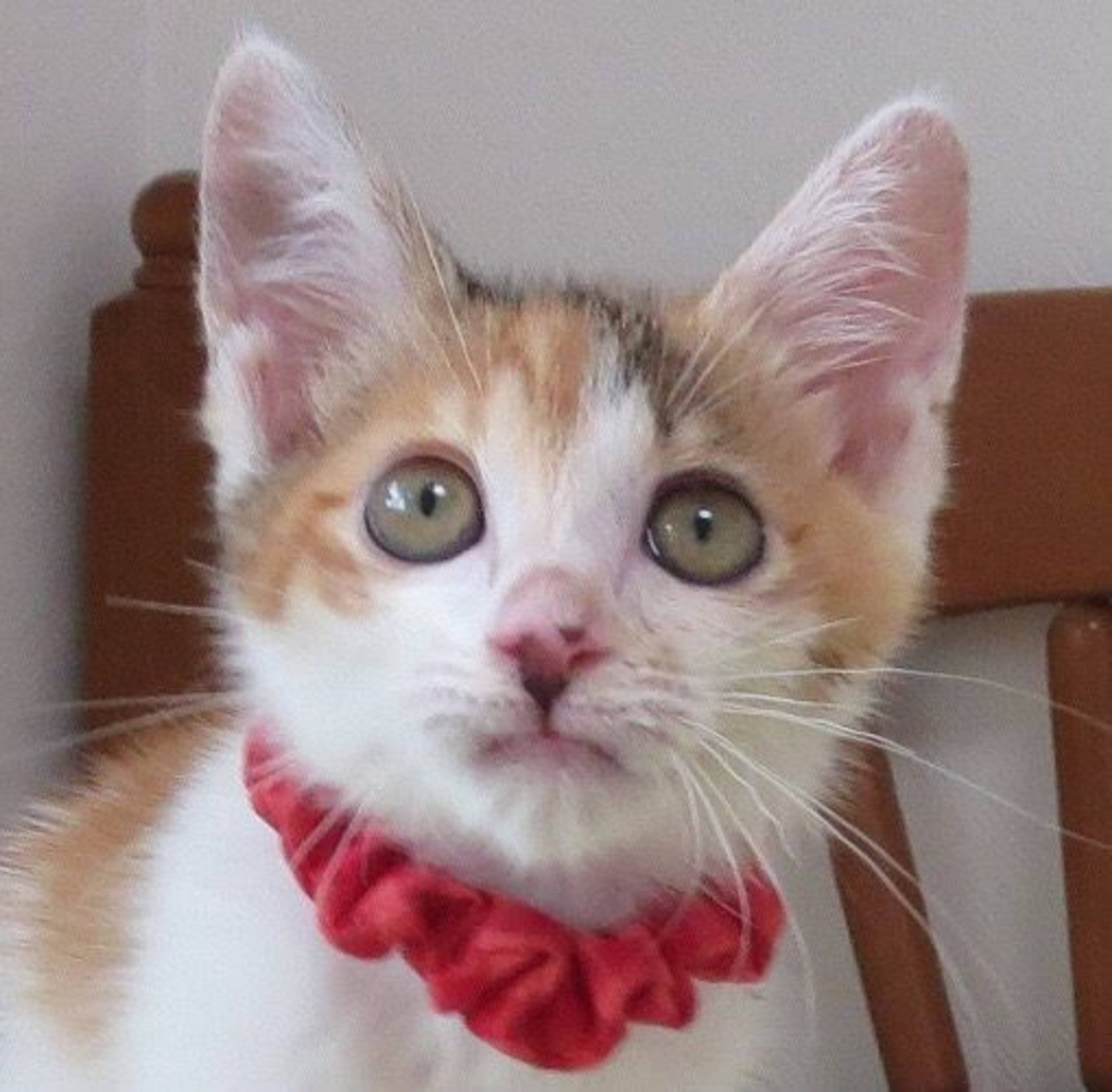 雑種（ミックス猫）・メスの里親募集の写真