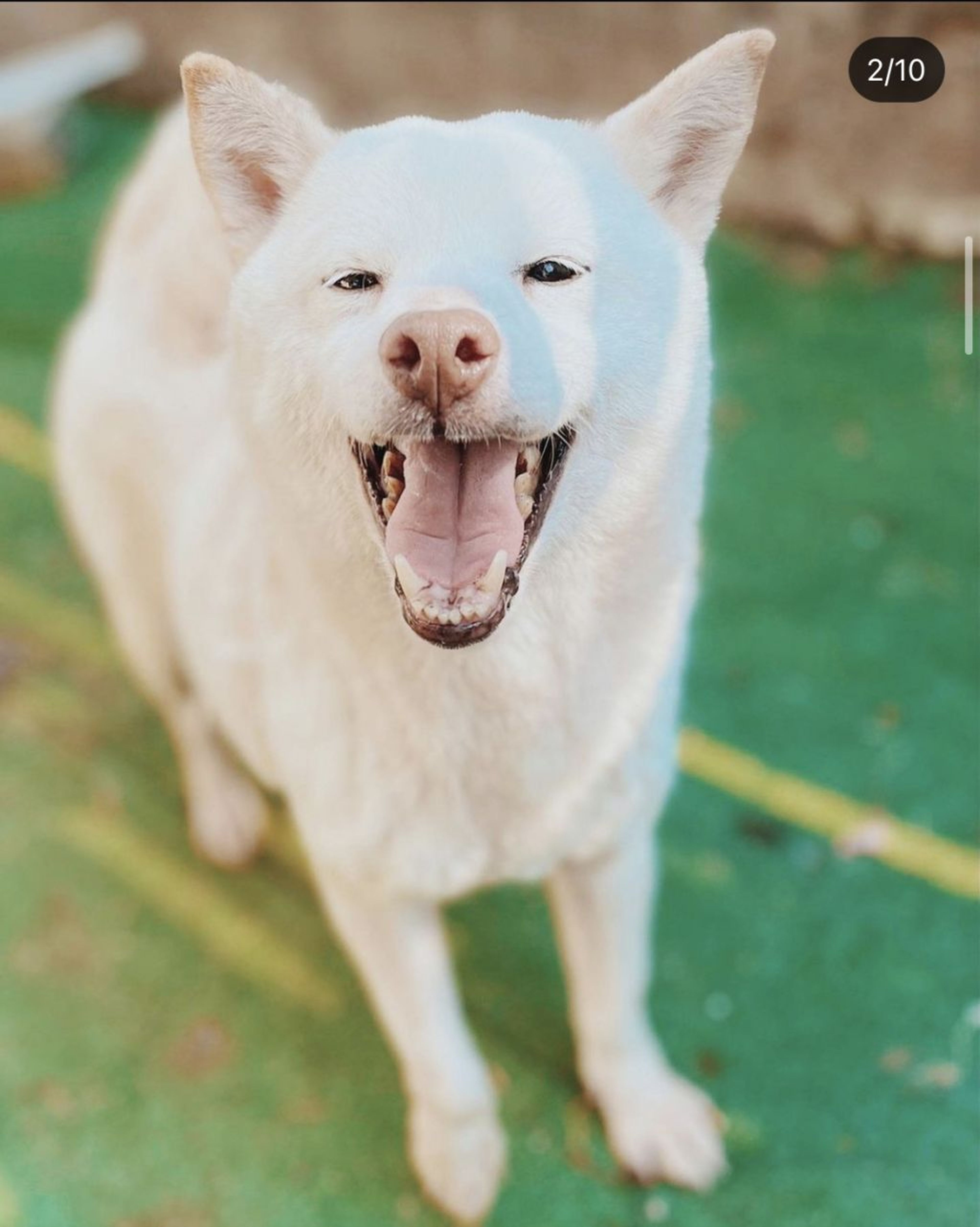 柴犬・メスの里親募集の写真