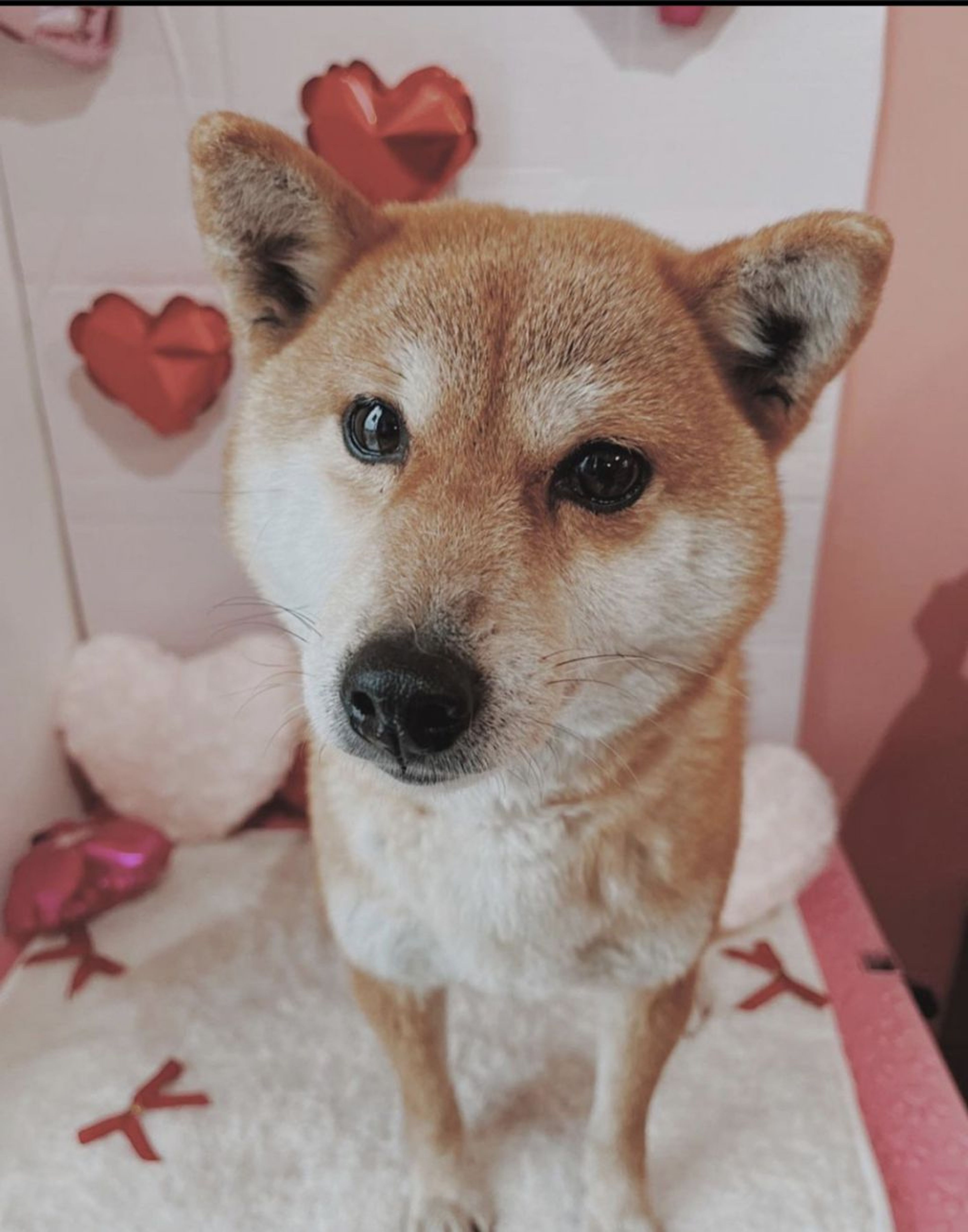 柴犬・メスの里親募集の写真
