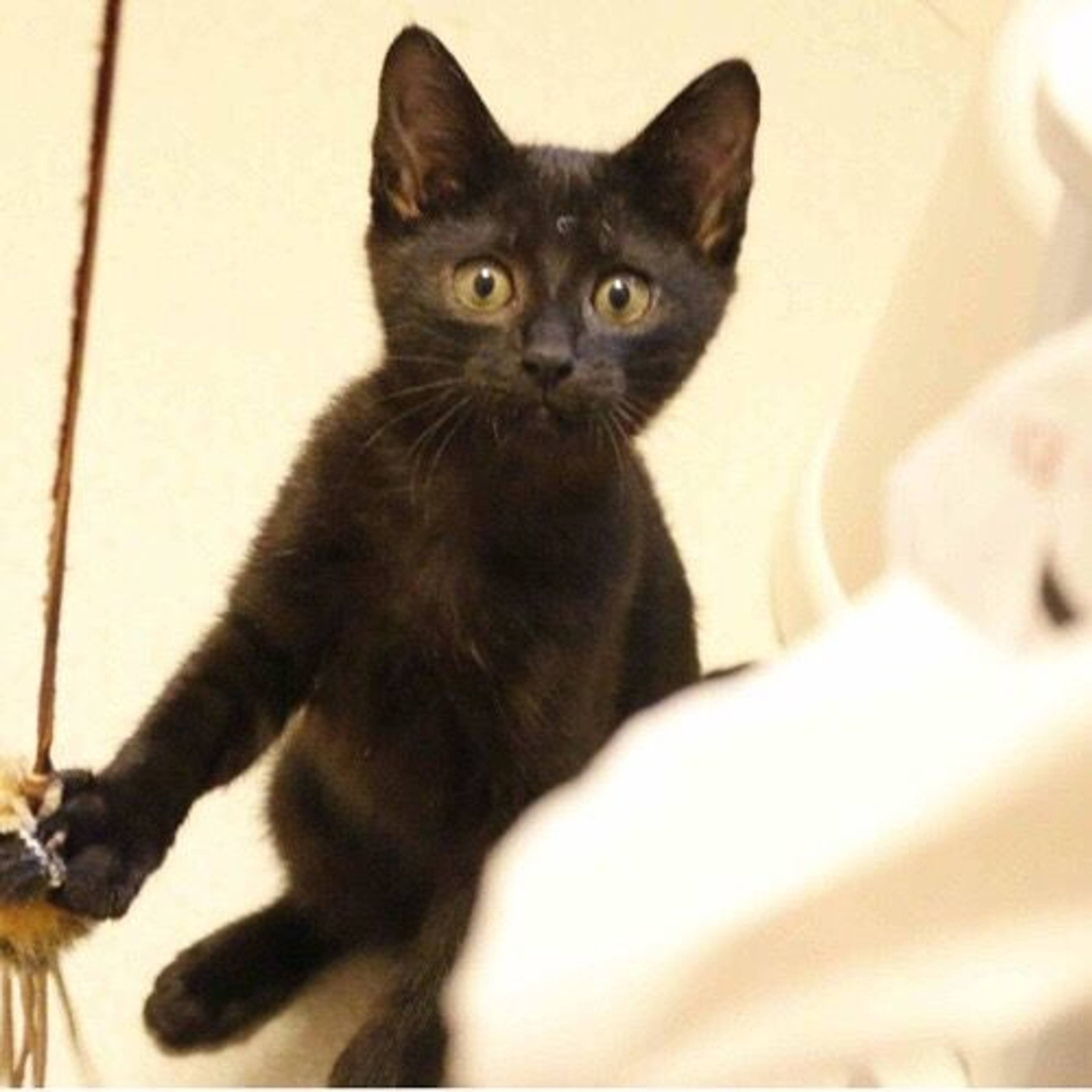 雑種（ミックス猫）・メスの里親募集の写真