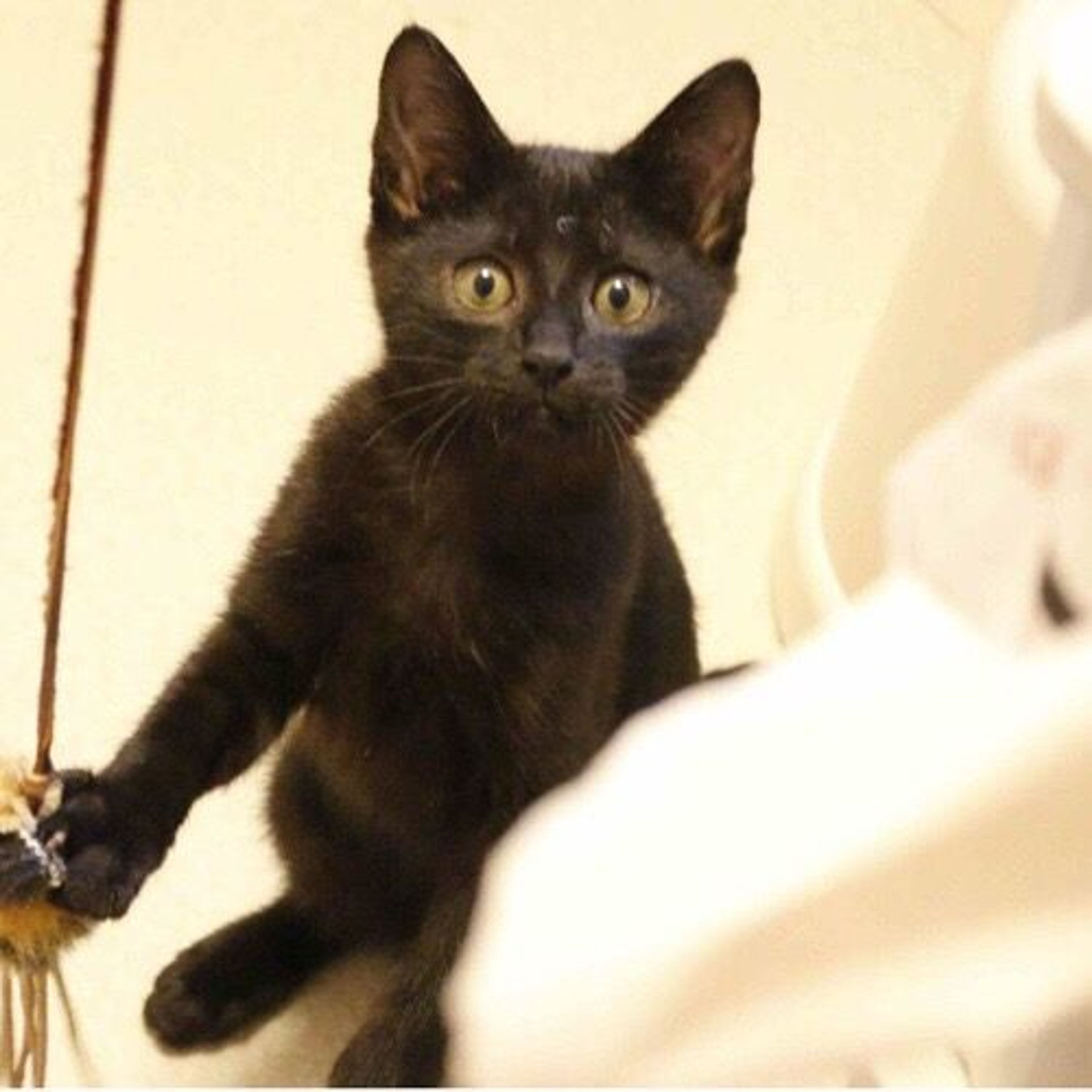 雑種（ミックス猫）・メスの里親募集の写真
