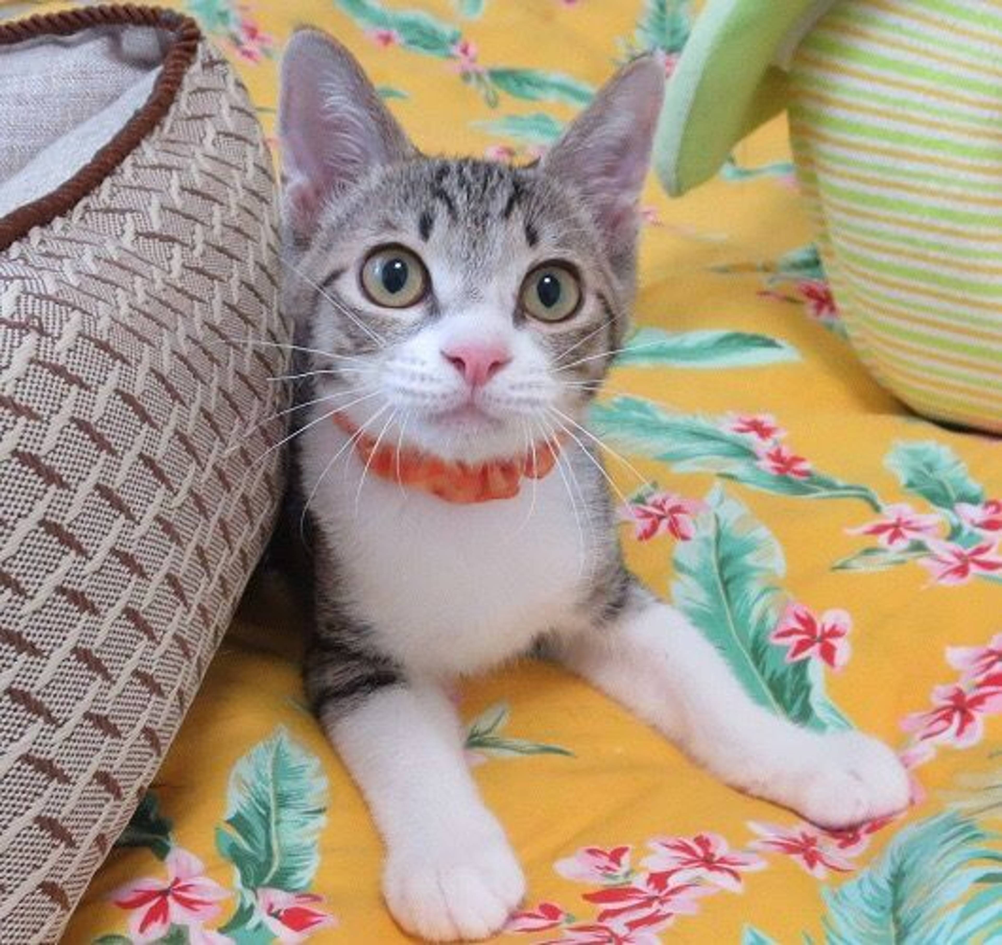 雑種（ミックス猫）・オスの里親募集の写真