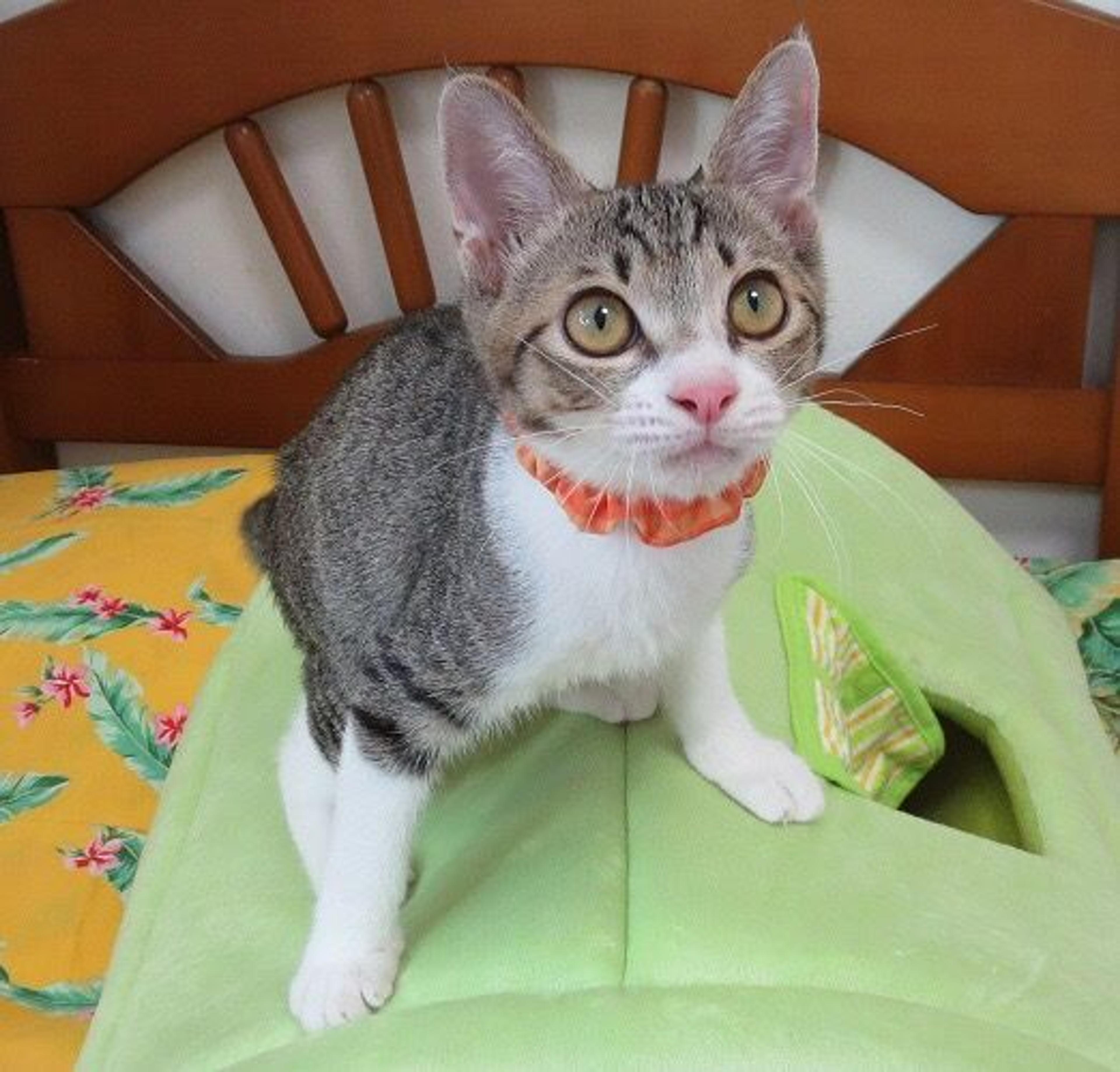 pet-image-2