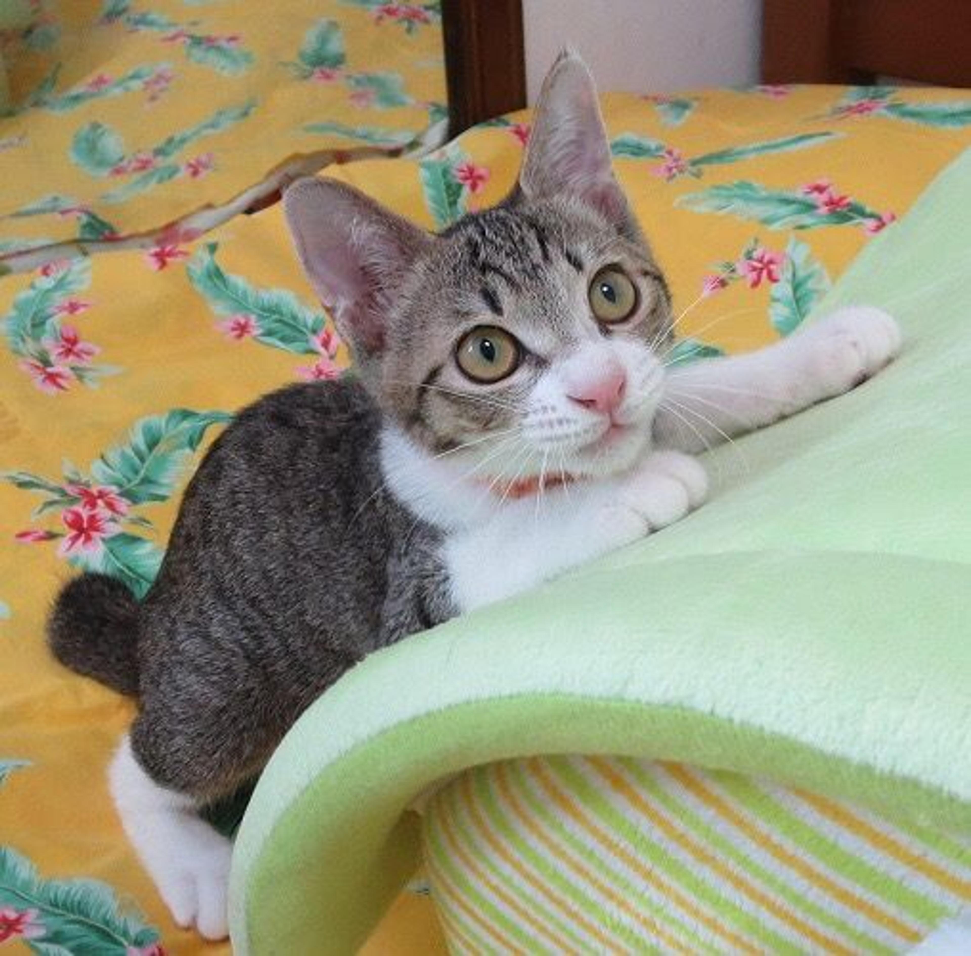 pet-image-3