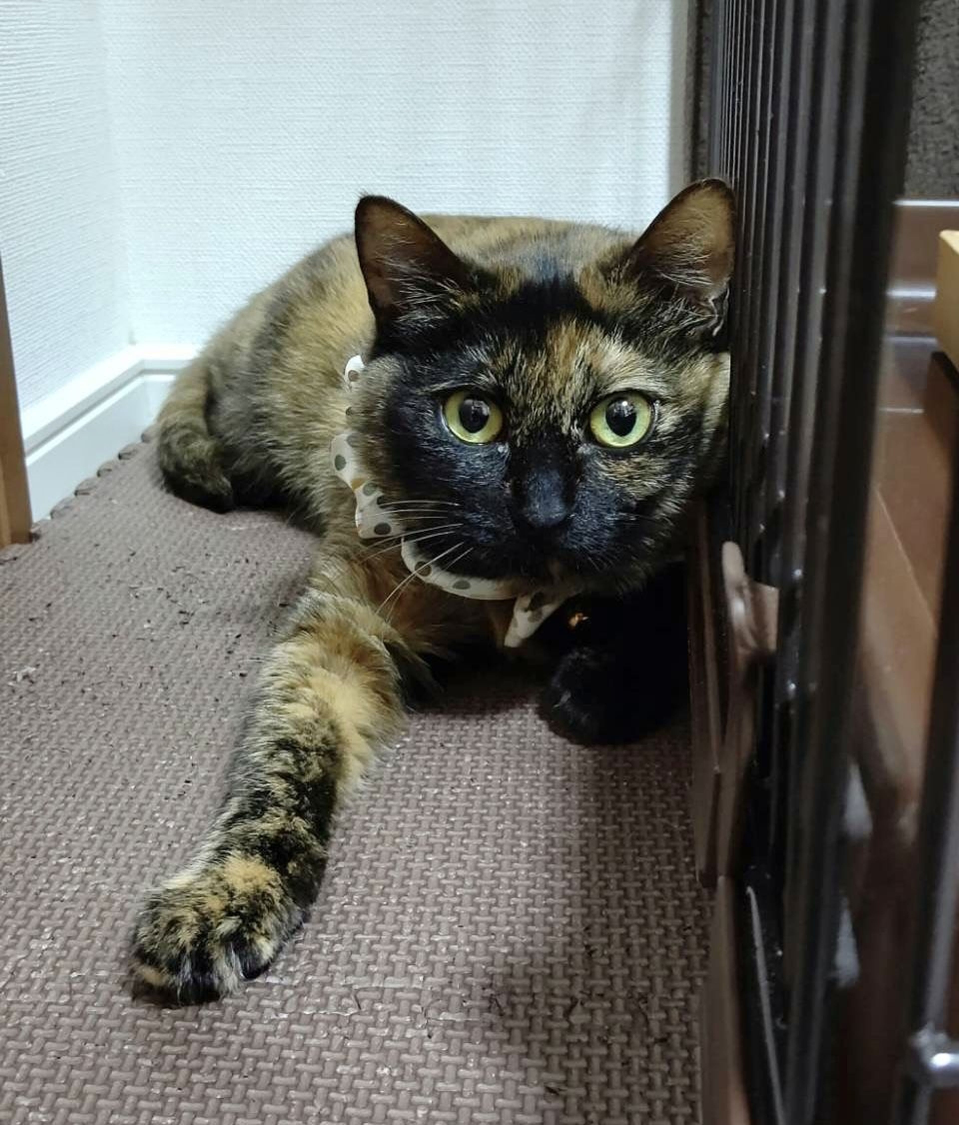 雑種（ミックス猫）・メスの里親募集の写真