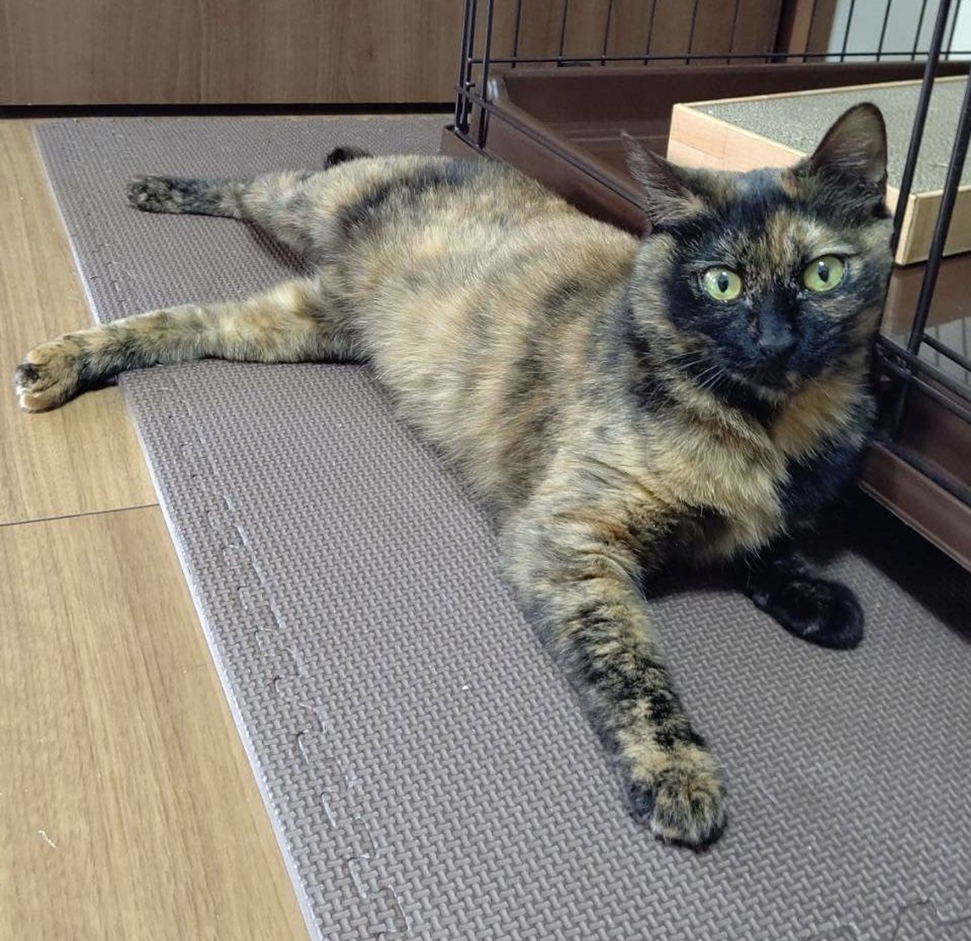 pet-image-2