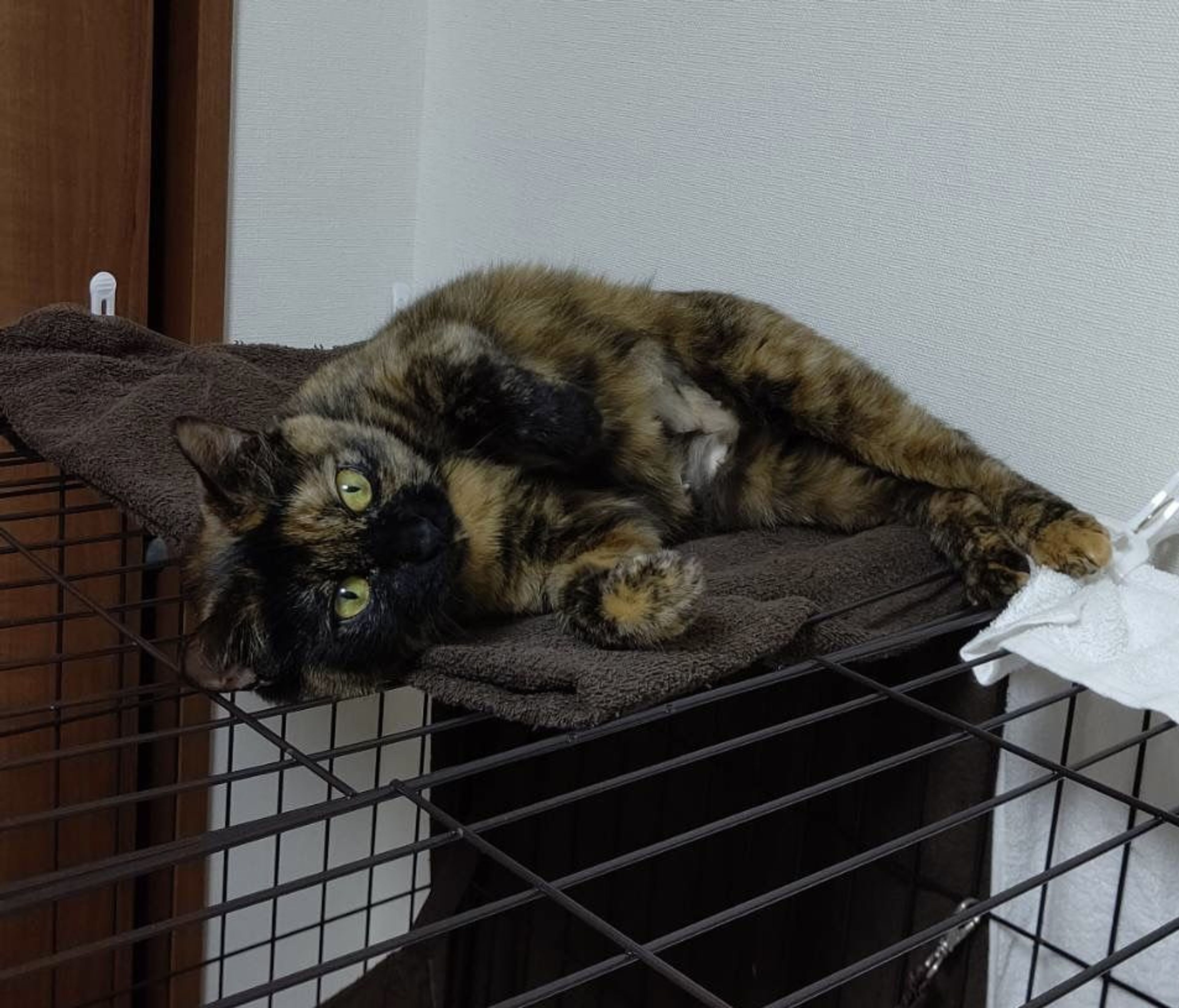 pet-image-3