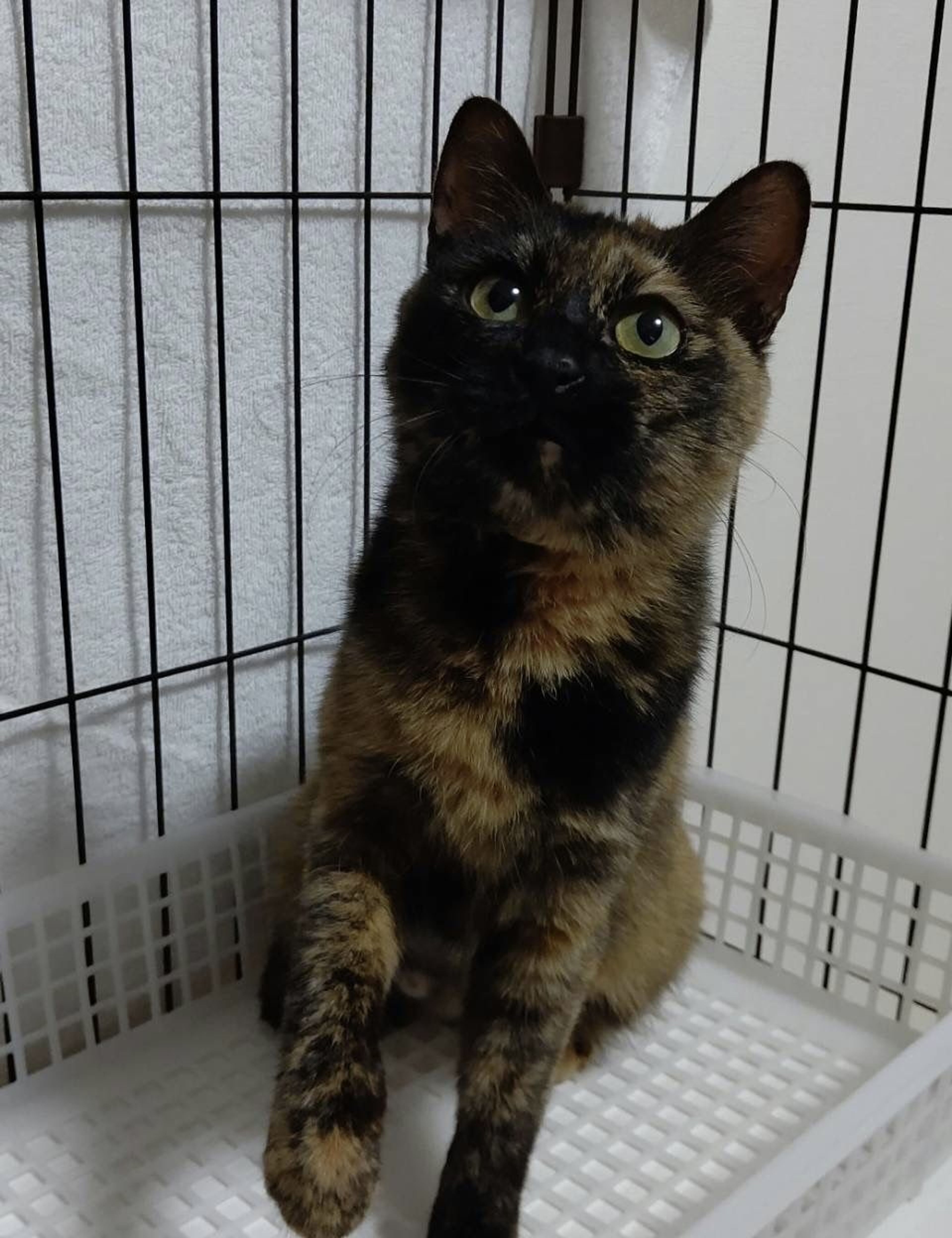 pet-image-5