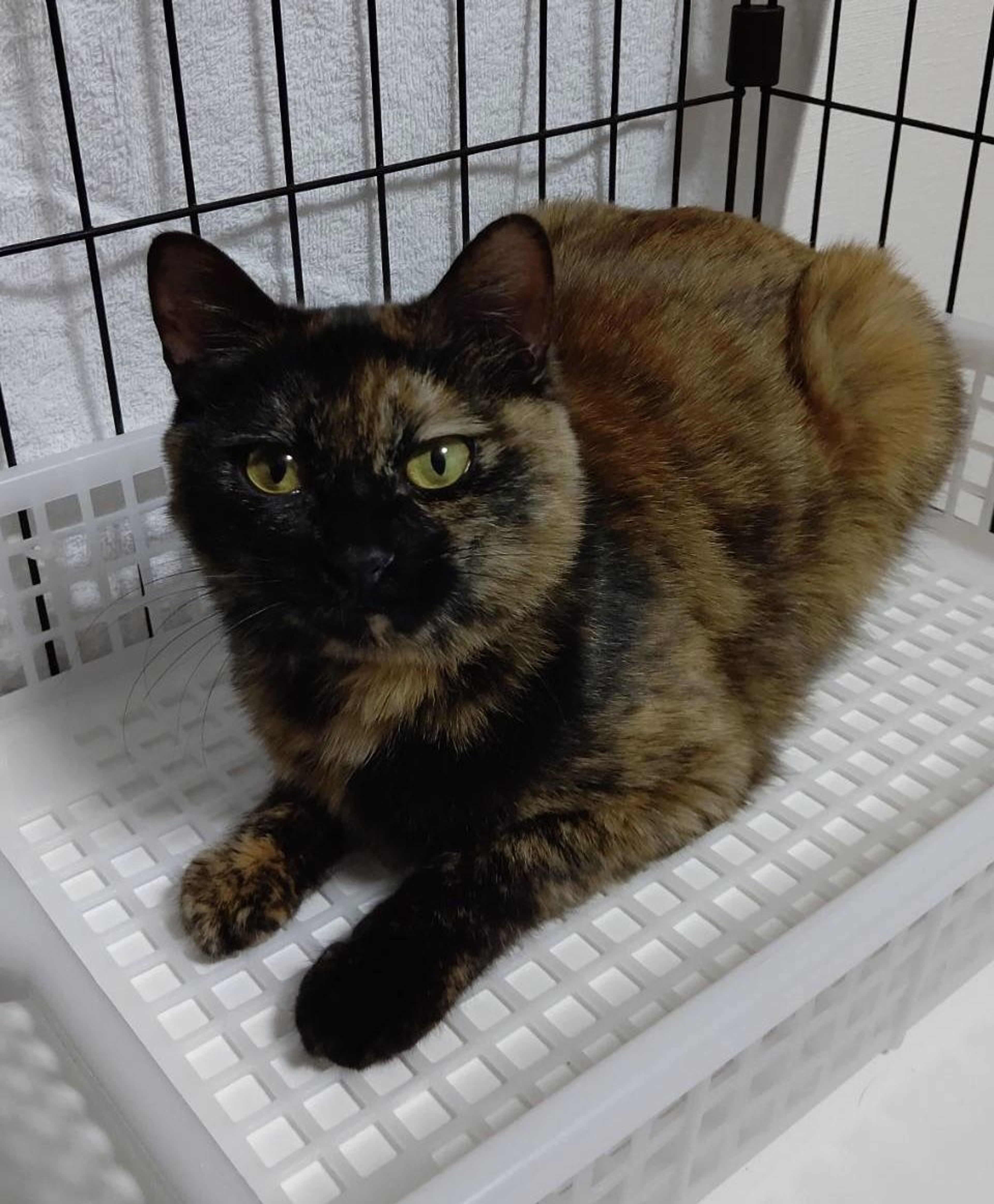 pet-image-6
