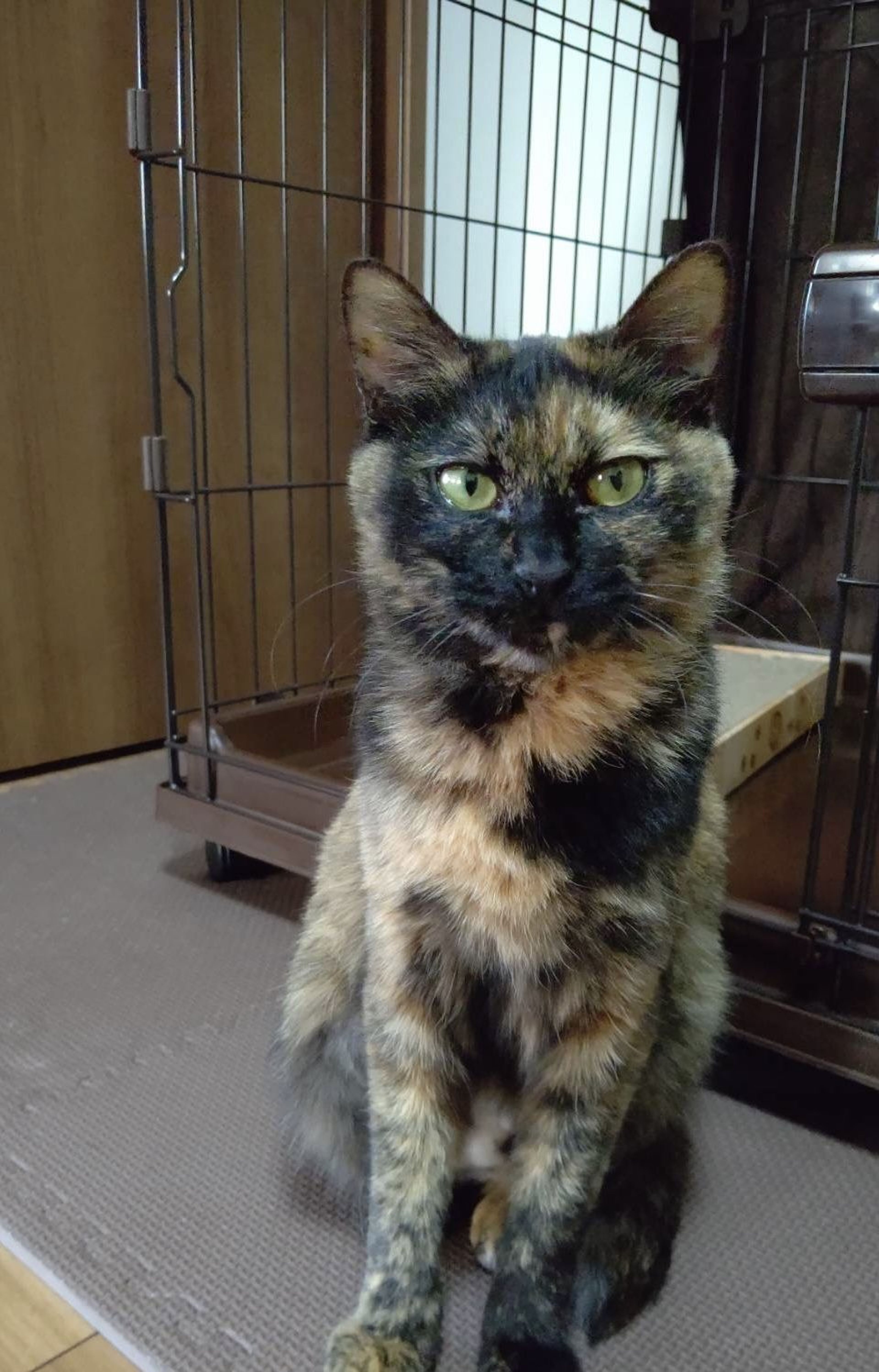 pet-image-7
