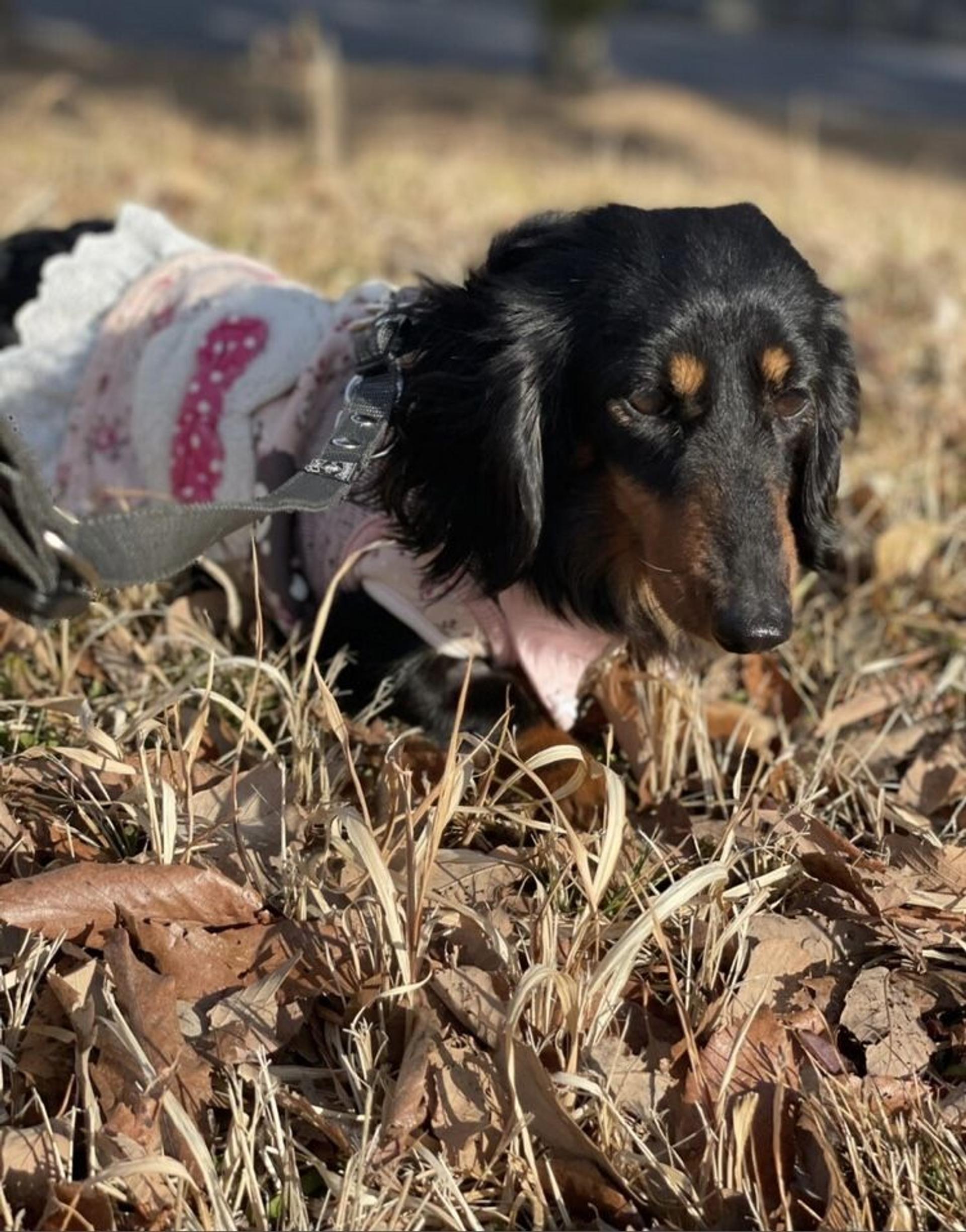 pet-image-4