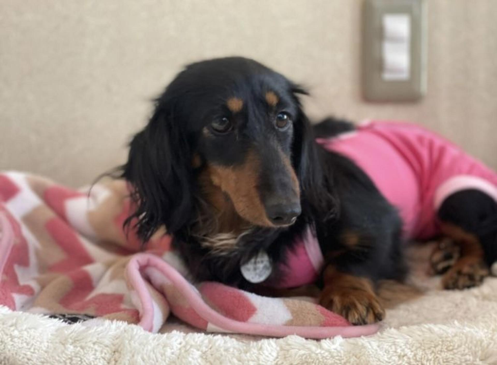 pet-image-5