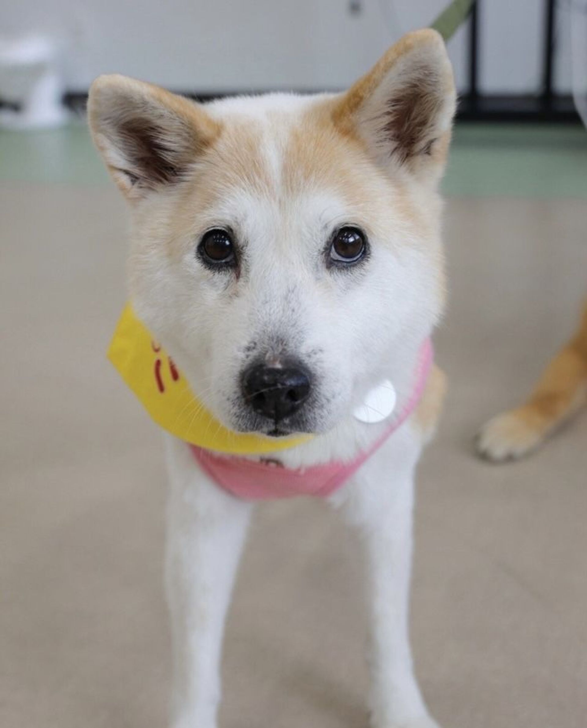 雑種（ミックス犬）・メスの里親募集の写真