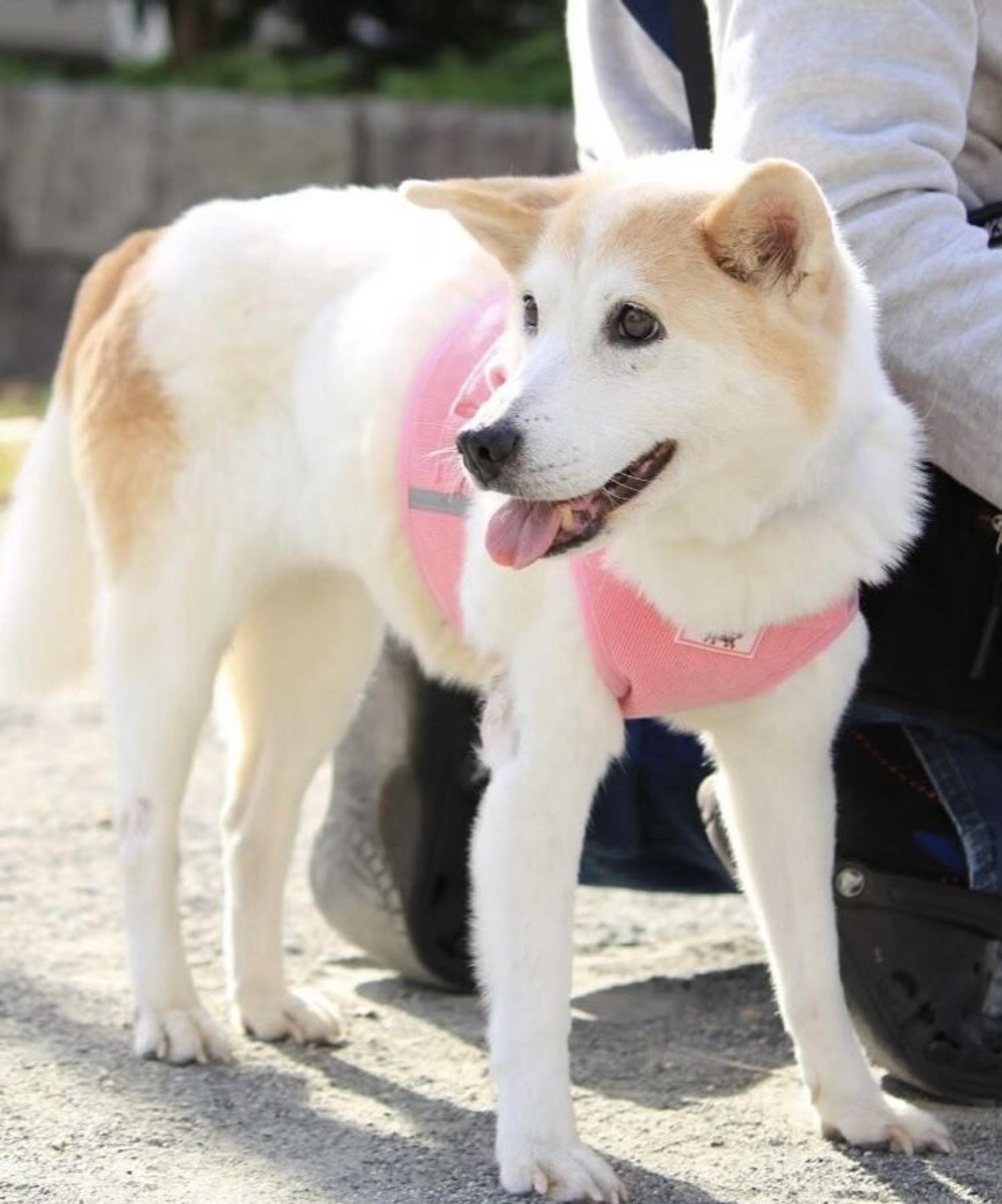 pet-image-2
