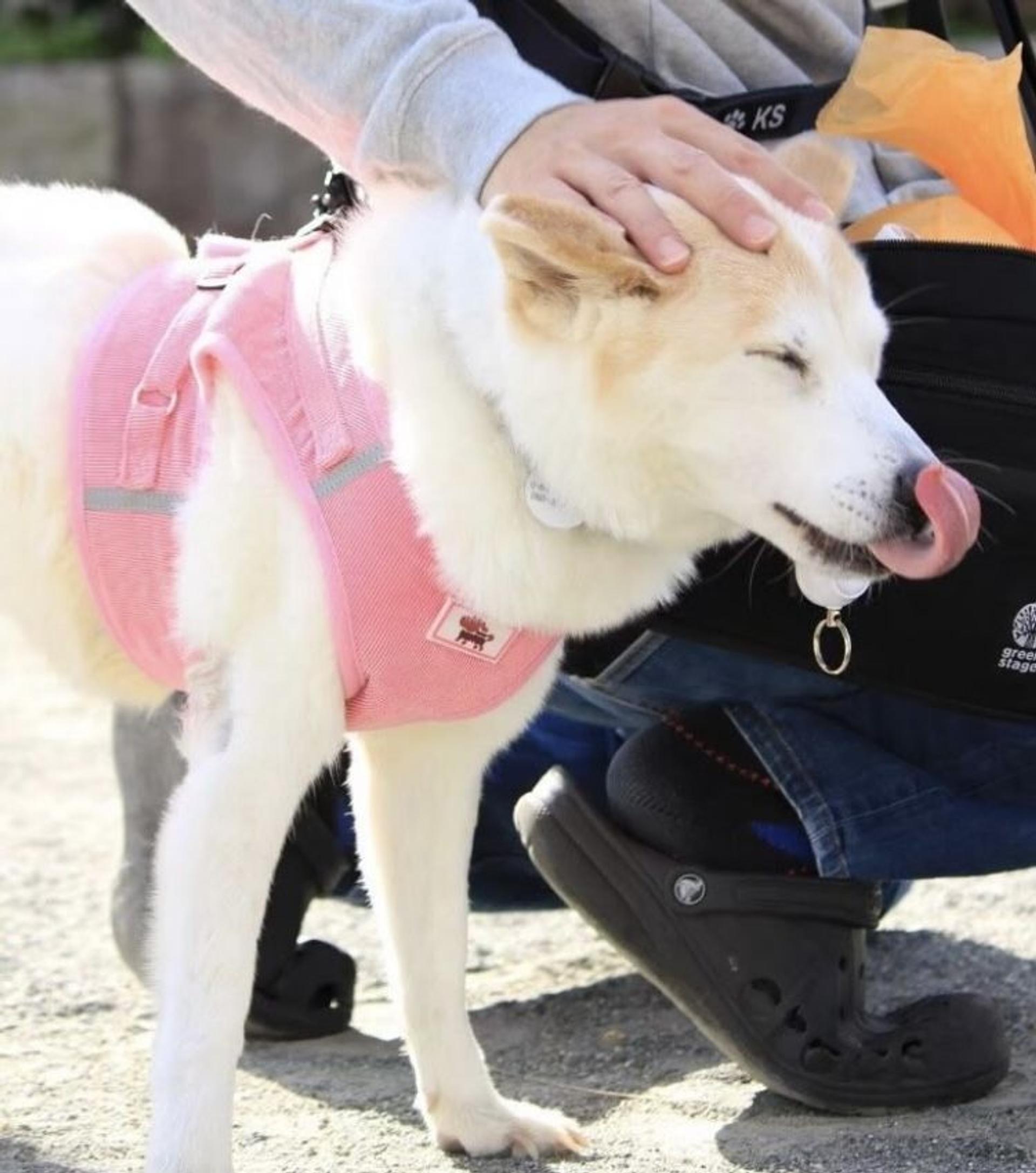 pet-image-5