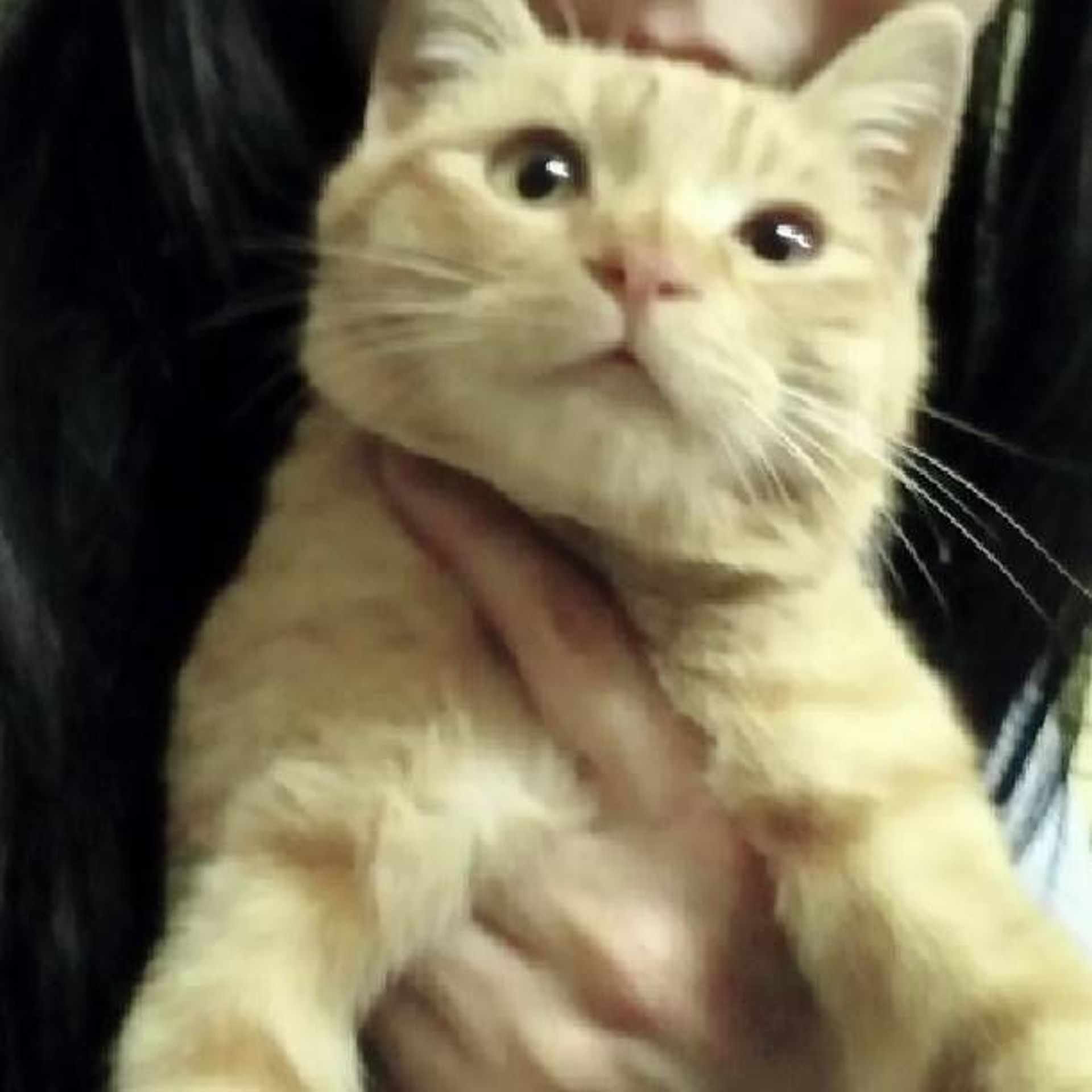 雑種（ミックス猫）・オスの里親募集の写真